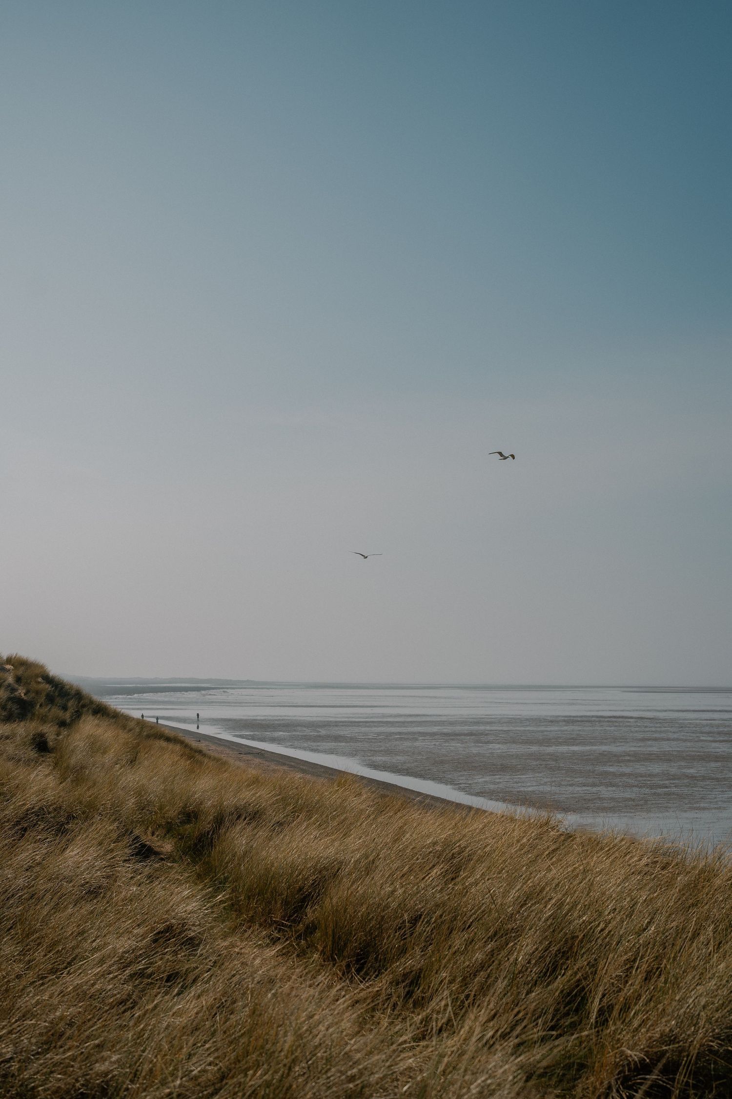 Serene coastal landscape with golden dune grass, calm sea, and two birds soaring in blue sky.