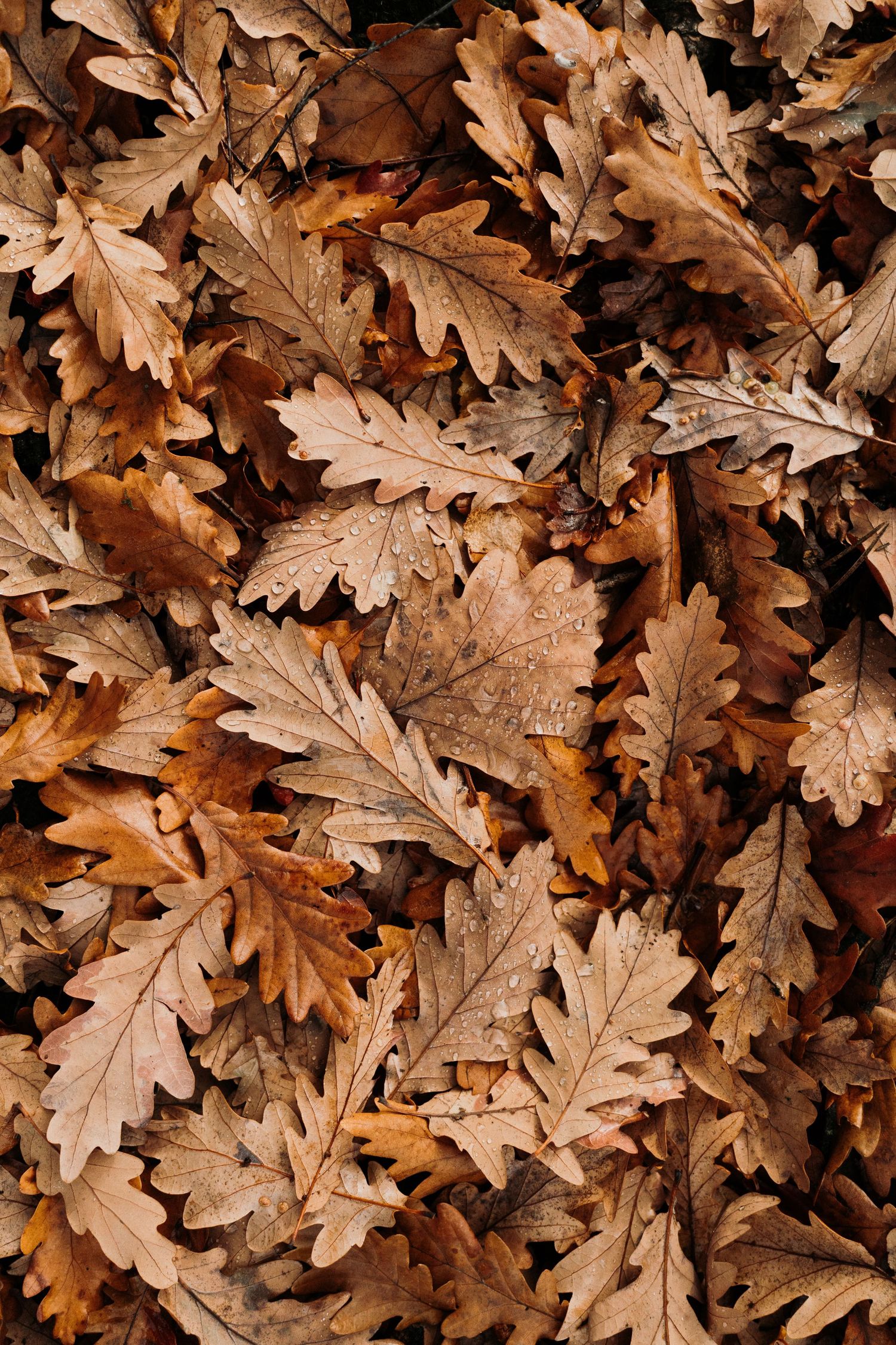 Close-up texture of fallen brown autumn oak leaves covering the ground as a natural background.
