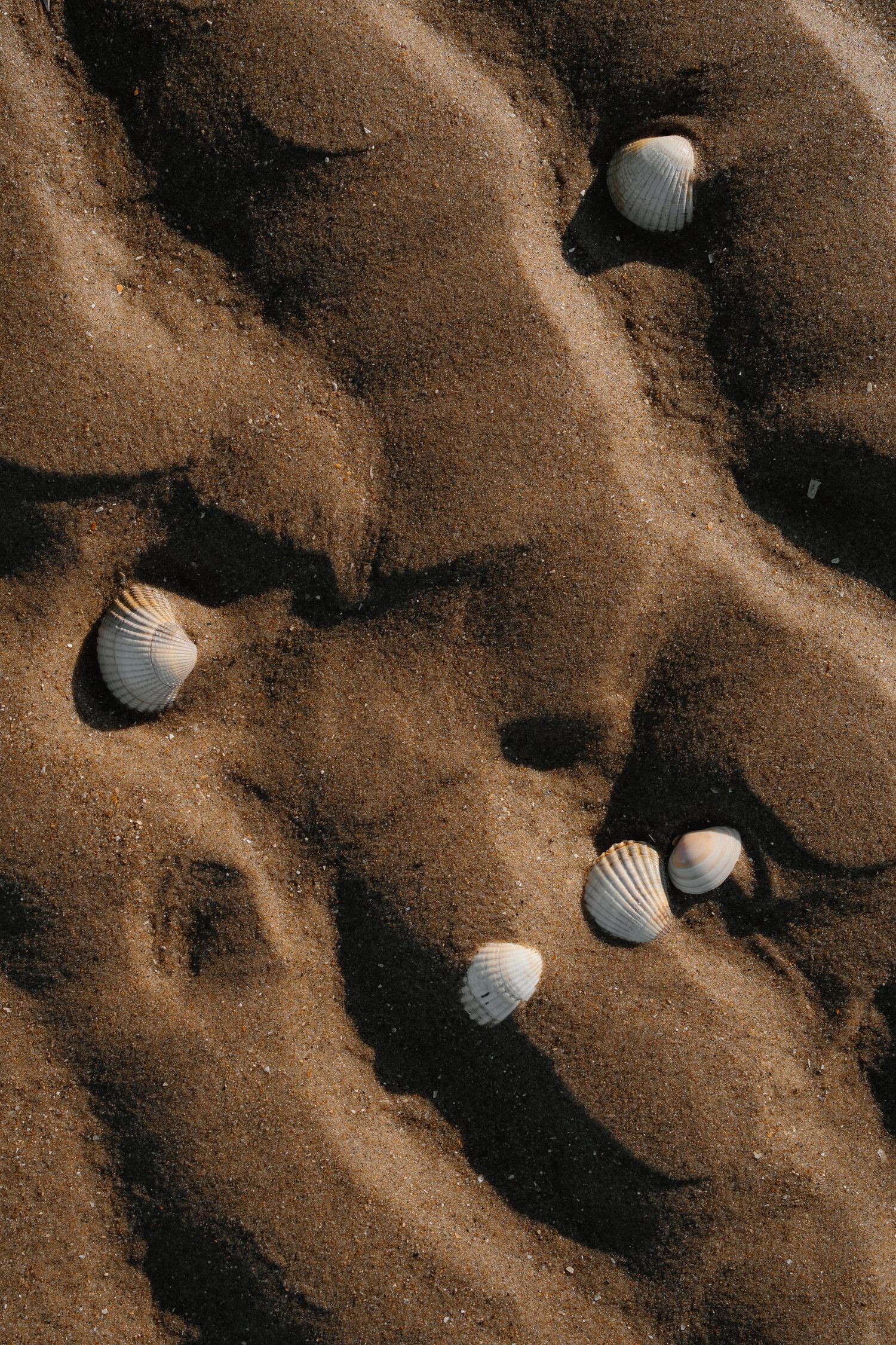 Several white seashells scattered across rippled brown sand on a beach.