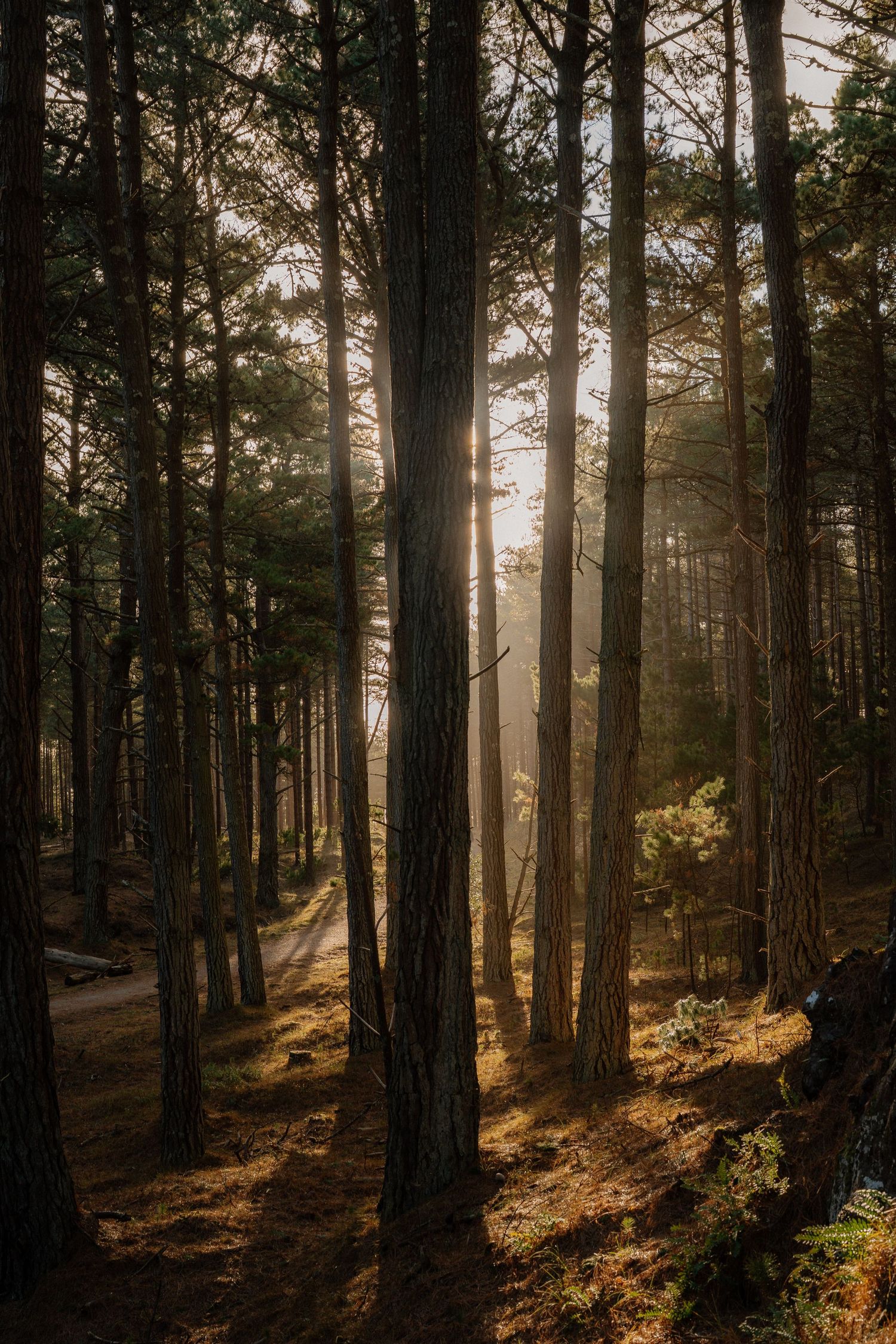 Golden sunlight streaming through tall pine trees in a misty forest, casting warm rays on the woodland floor.