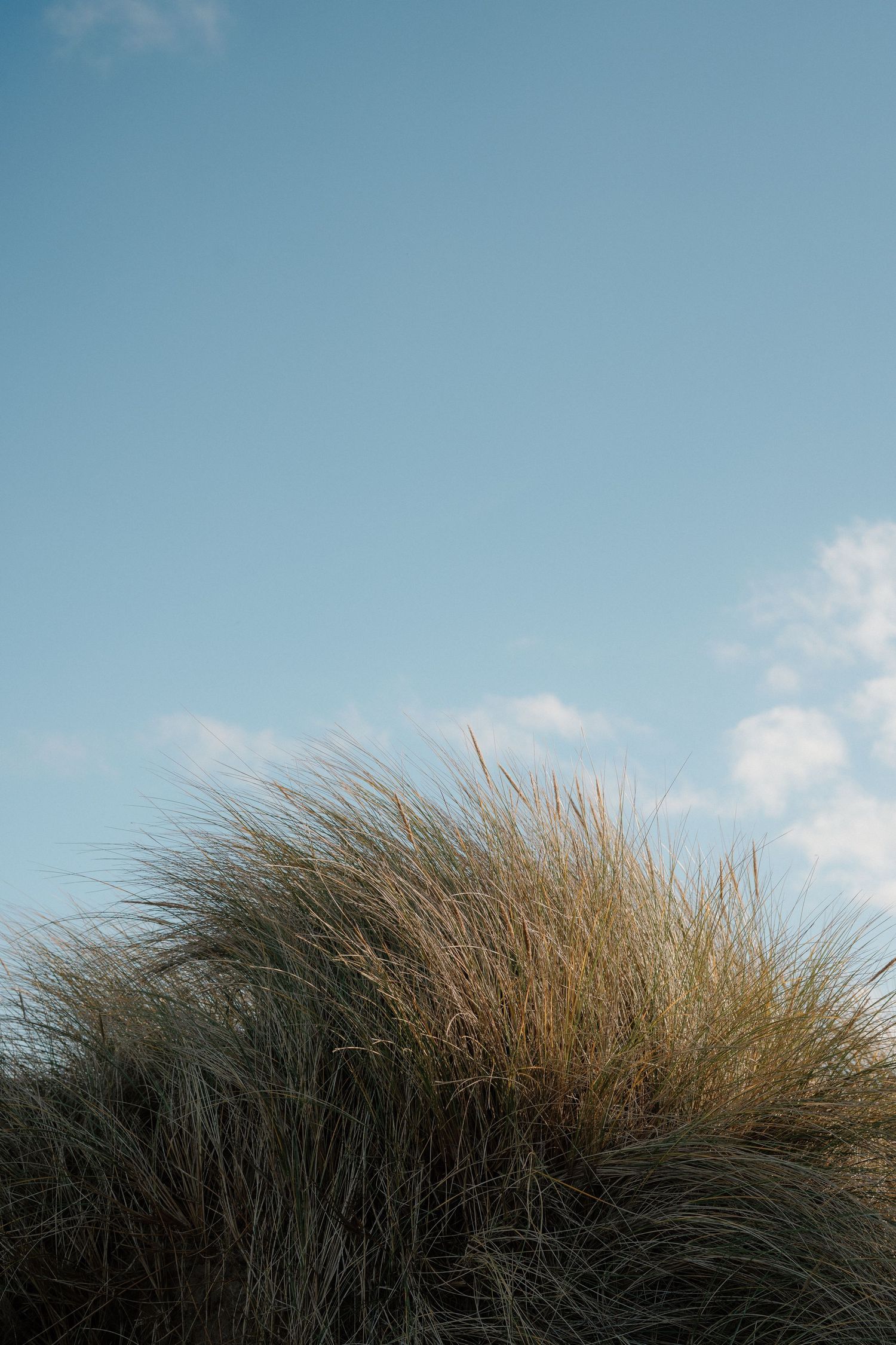 Windswept beach grass dune against a clear blue sky with soft white clouds on a calm day.