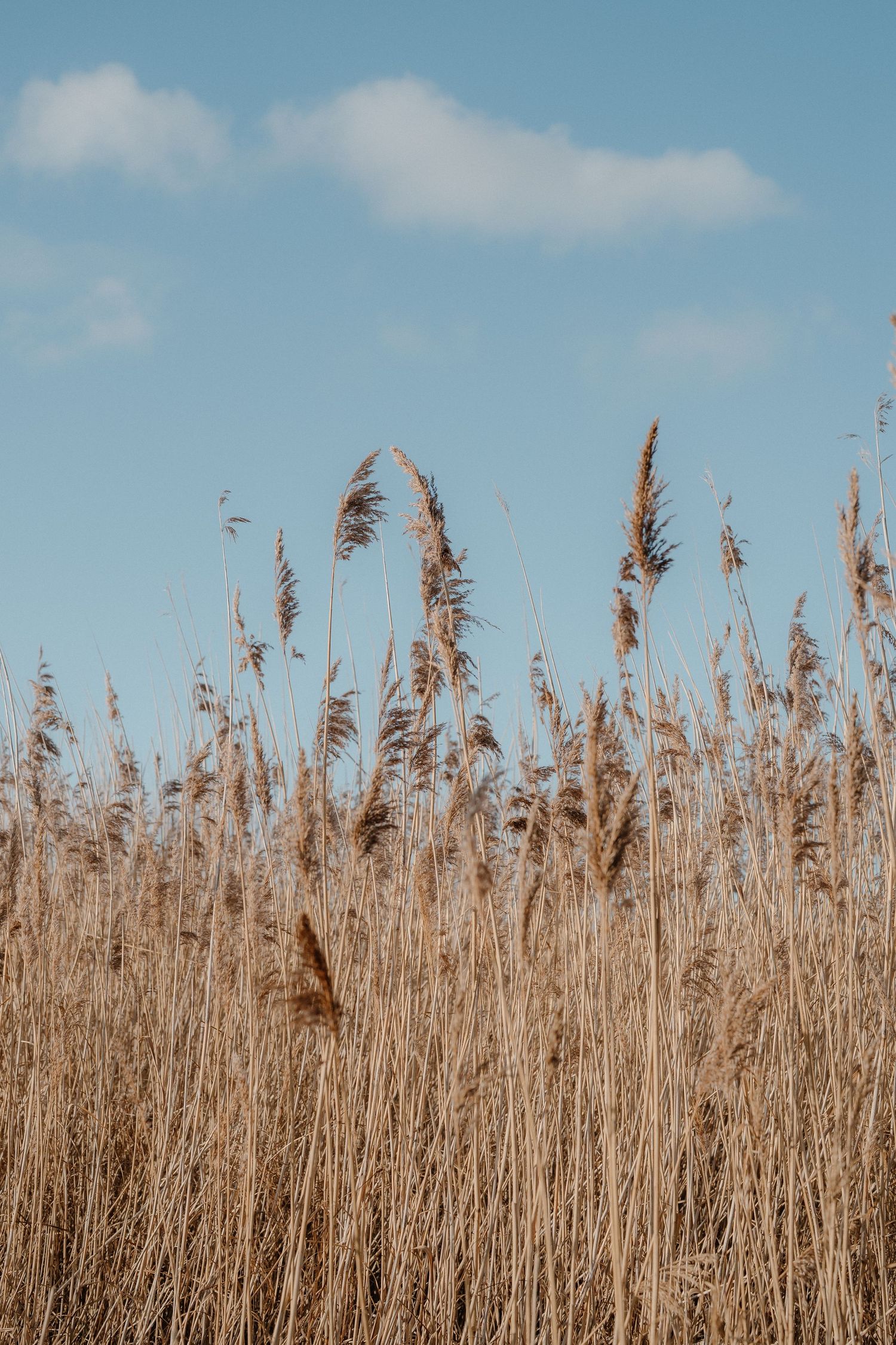 Golden reed grass swaying against a pale blue sky with soft white clouds in nature.