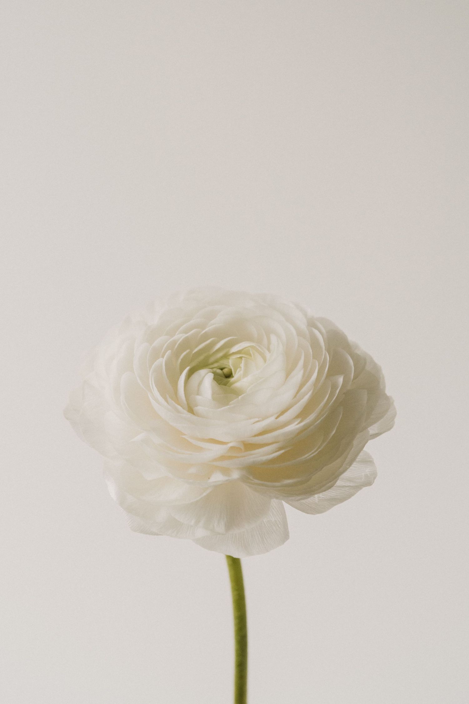 A single white ranunculus flower with layered petals on a green stem against a soft white background.