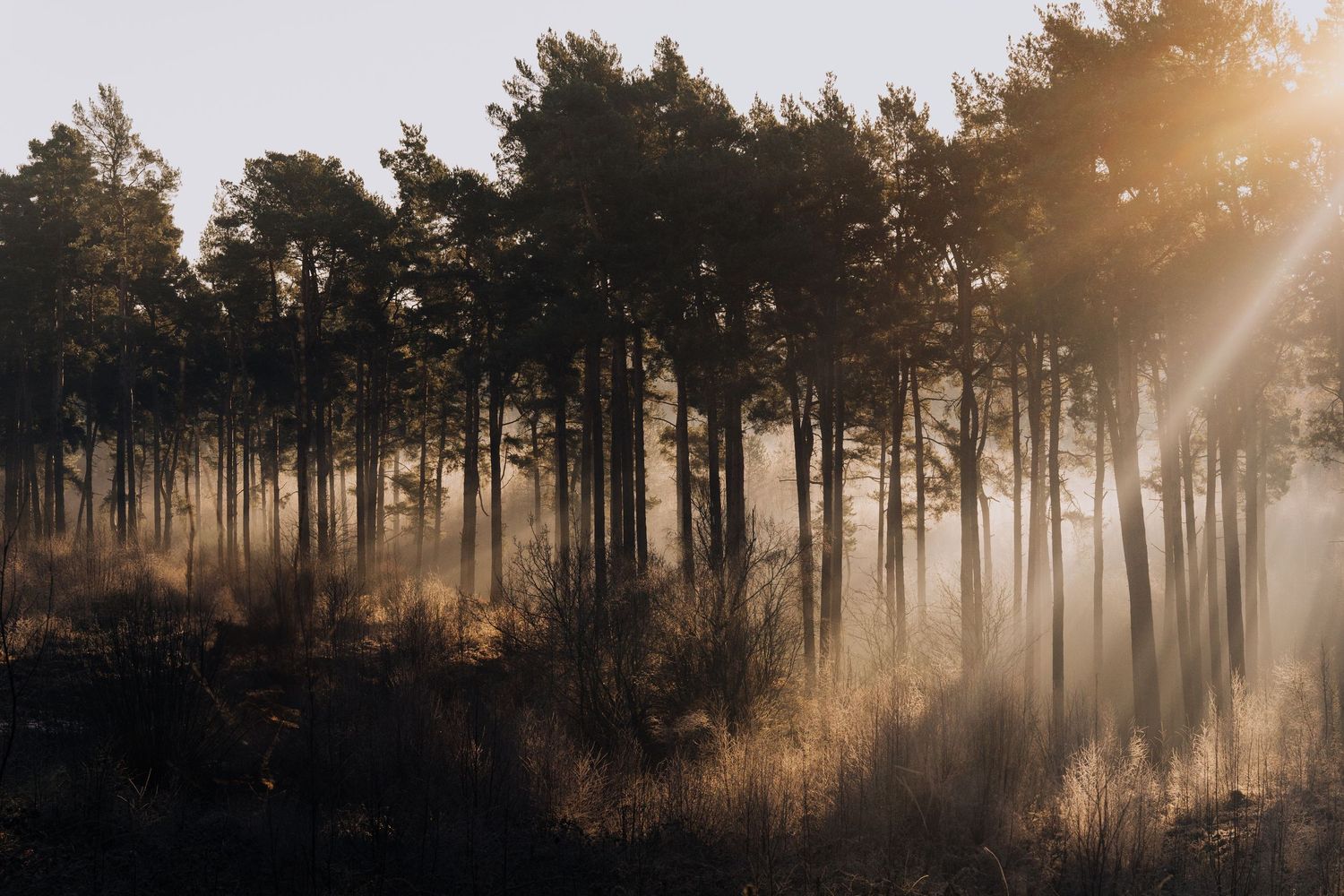 Dramatic golden sunrise rays piercing through silhouetted pine trees in a misty forest landscape.