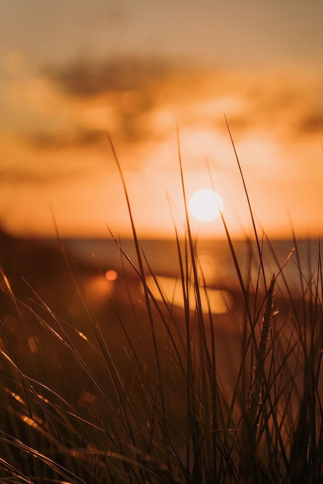 Close-up of tall grass silhouetted against a vibrant orange sunset over the ocean.