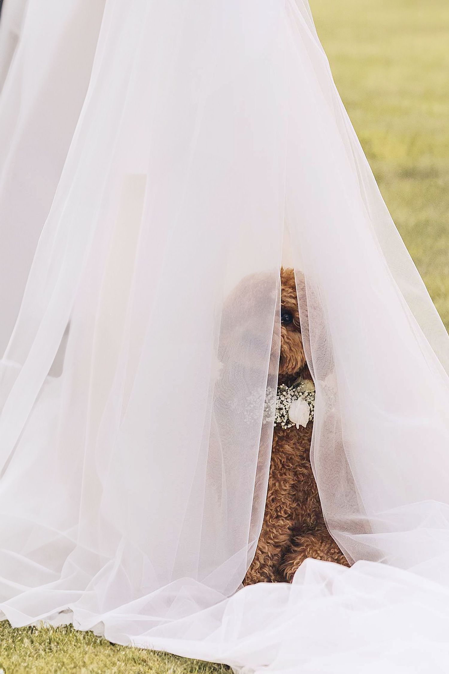 Adorable brown dog peeking out from beneath bride's white wedding dress veil on grass.
