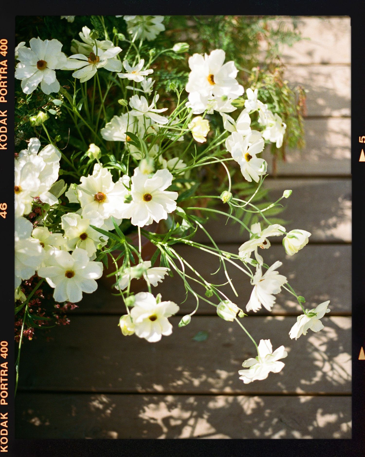 White cosmos flowers in a pot on a wooden deck, shot on Kodak Portra 400 film with soft natural light.