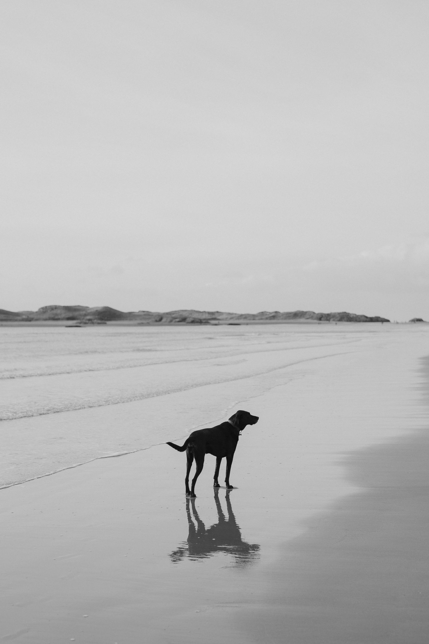 Black and white silhouette of a Labrador dog standing alone on a vast reflective beach.