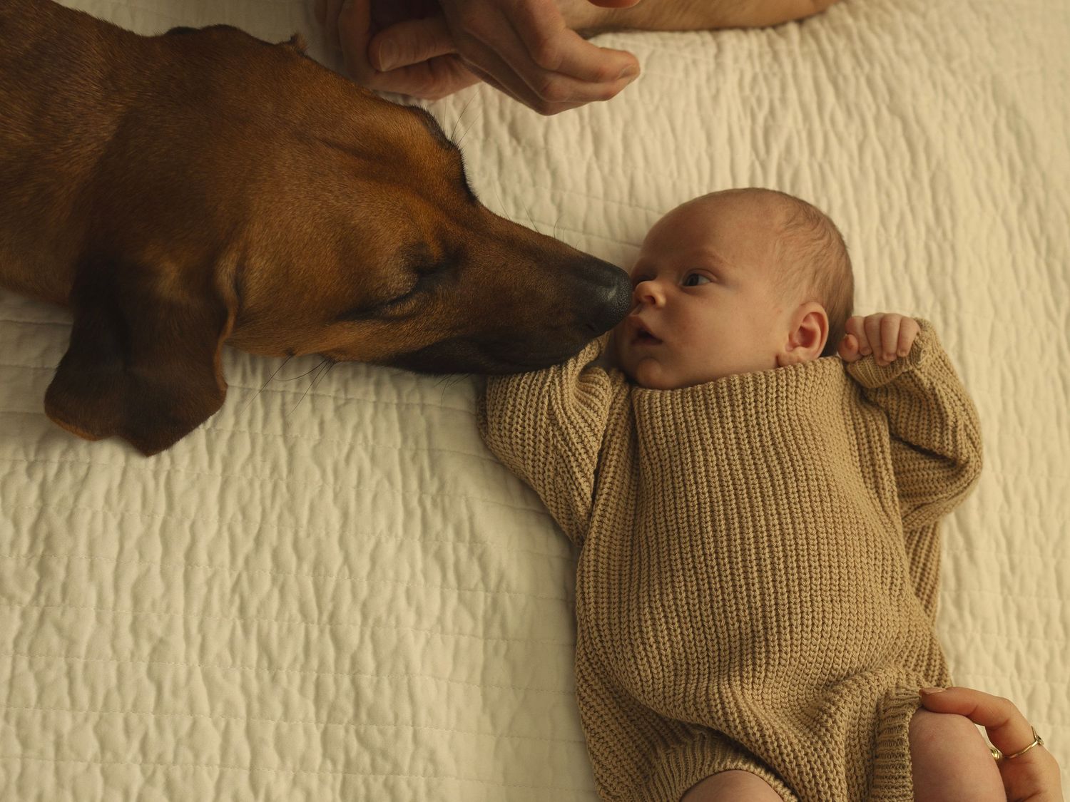 Gentle interaction between baby in knit sweater and furry pet on white bedding.