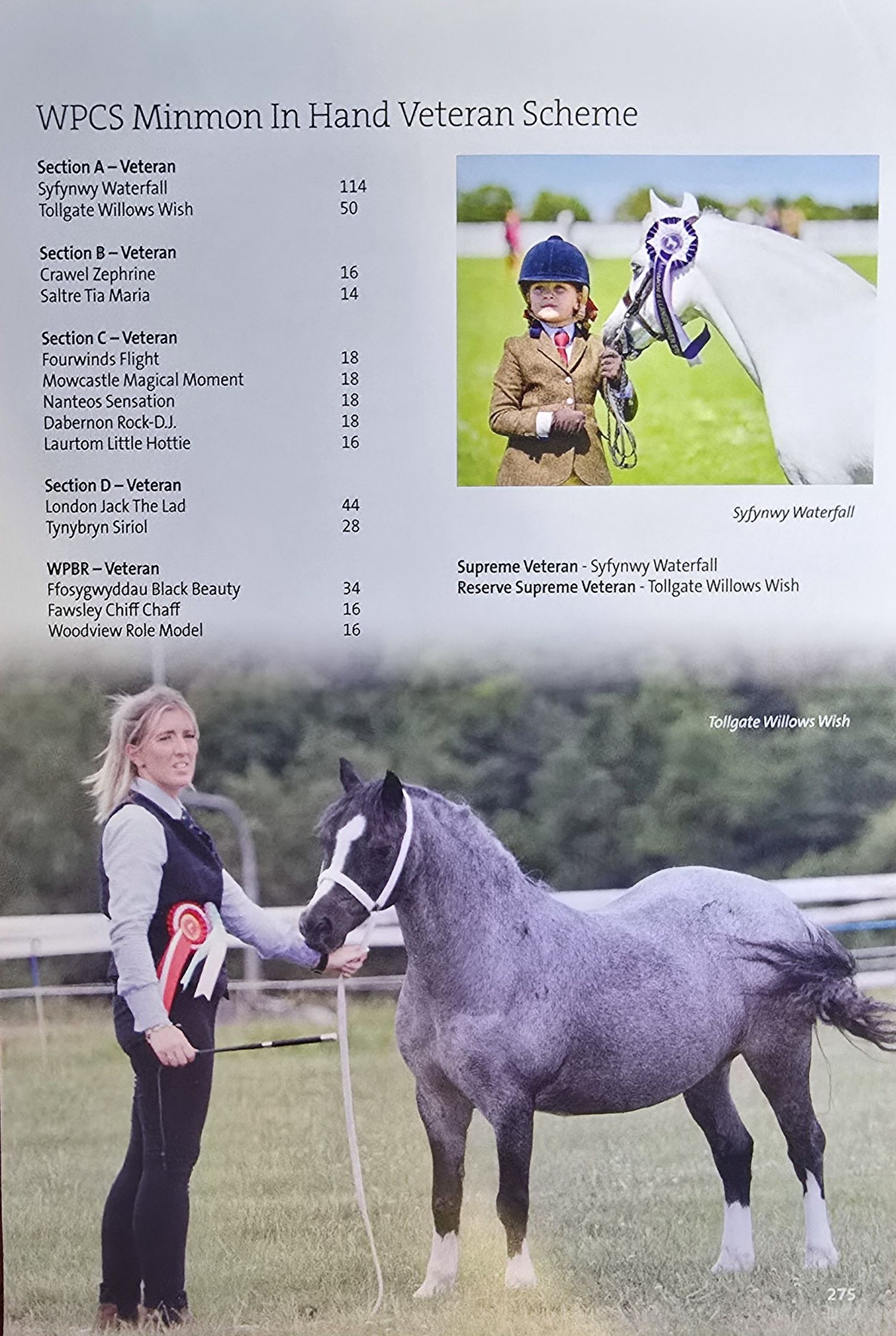 A gray pony being shown in hand during a veteran horse competition on grass with handlers in formal attire.