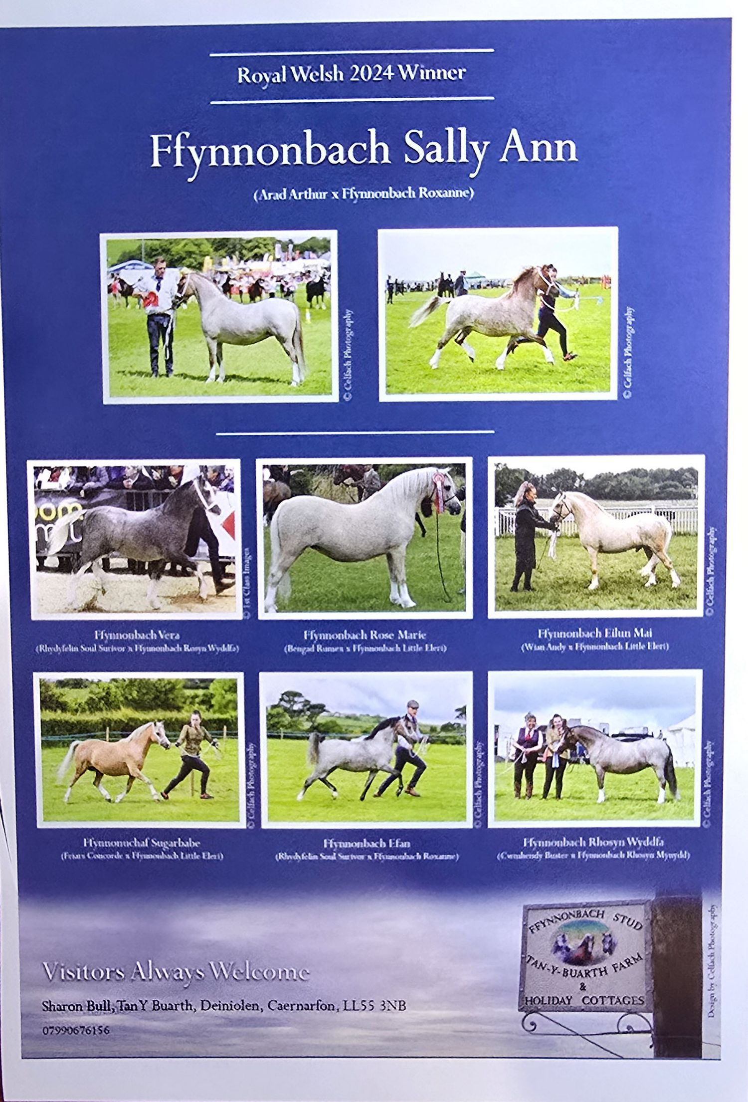 Photo collage display board showing multiple horse competition images with 'Hynnombach Sally Ann' title.