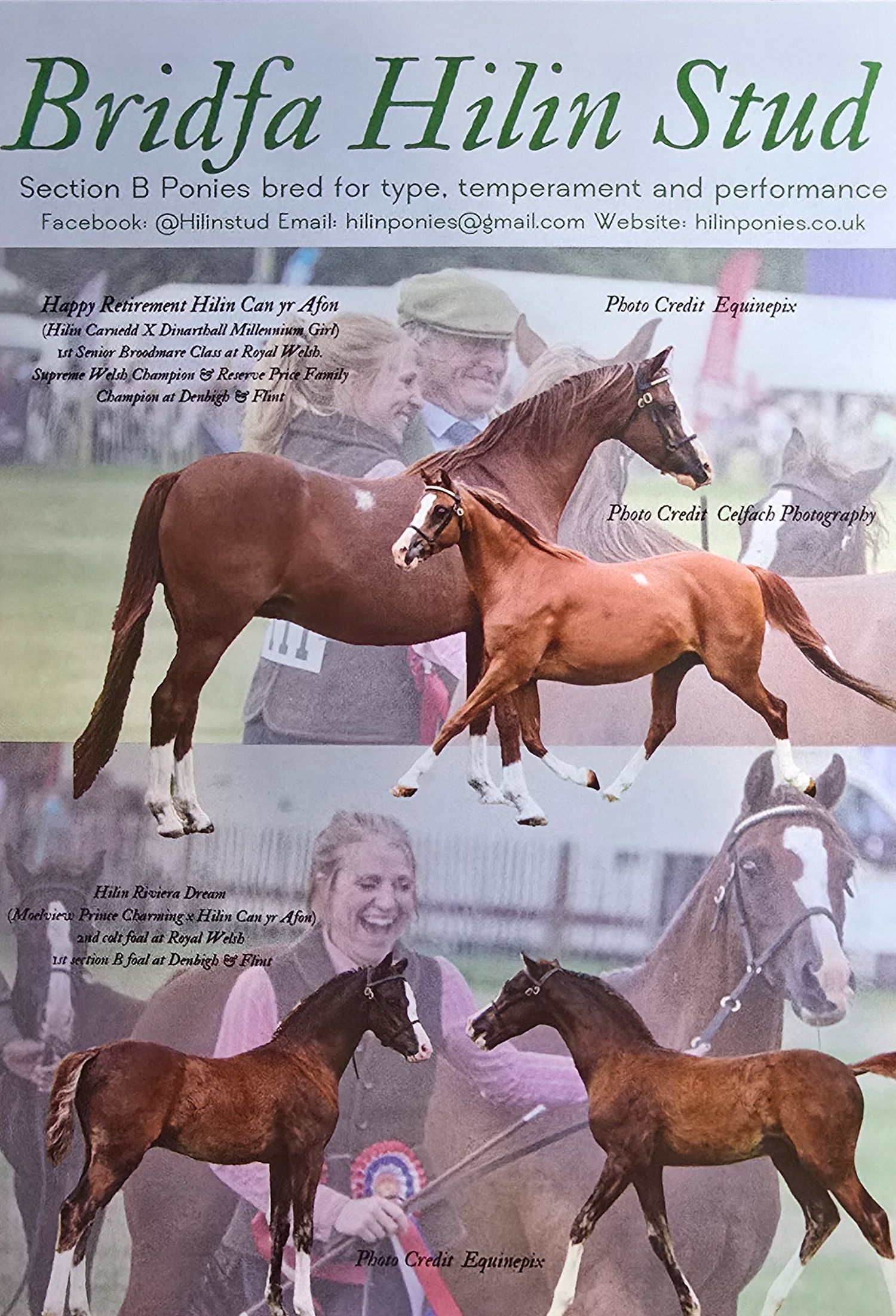 A banner collage showing multiple brown horses in motion and at rest for Bridja Hilin Stud horse breeding facility.