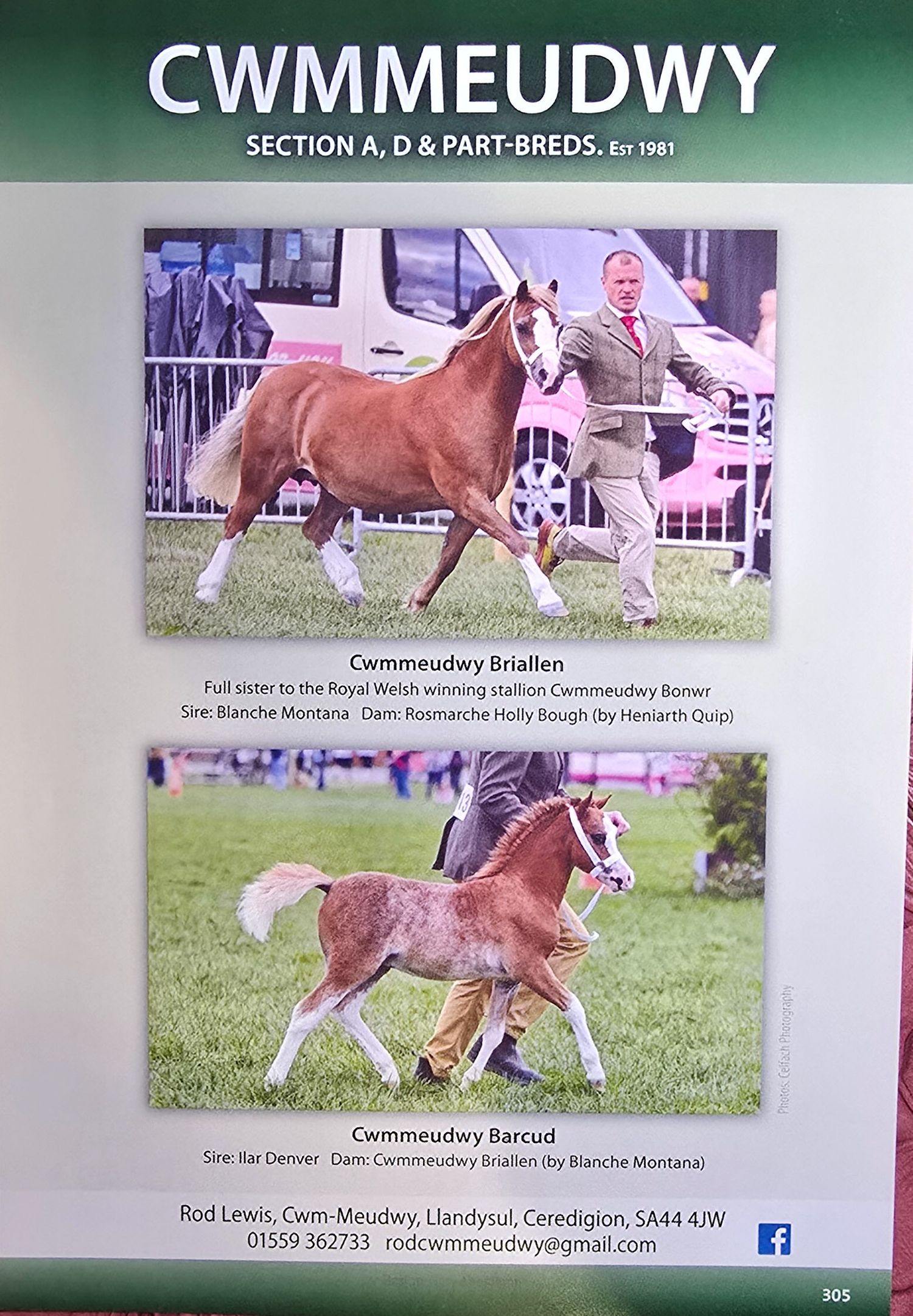 Two chestnut horses with white markings are shown on a green field at the Cwmmeudwy breeding farm in Wales.