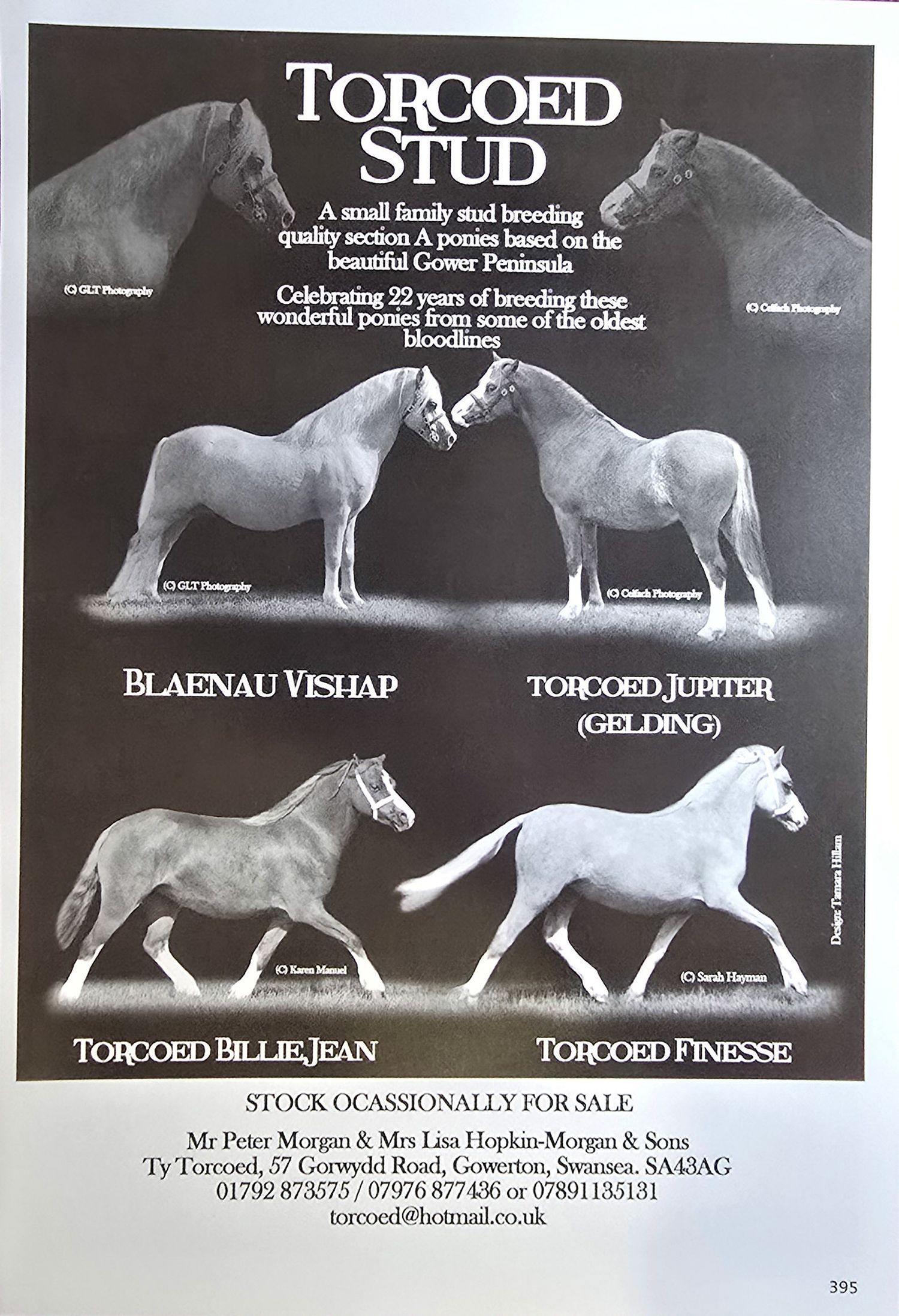 Black and white photographs showcasing various Welsh Cob horses in motion and standing poses.