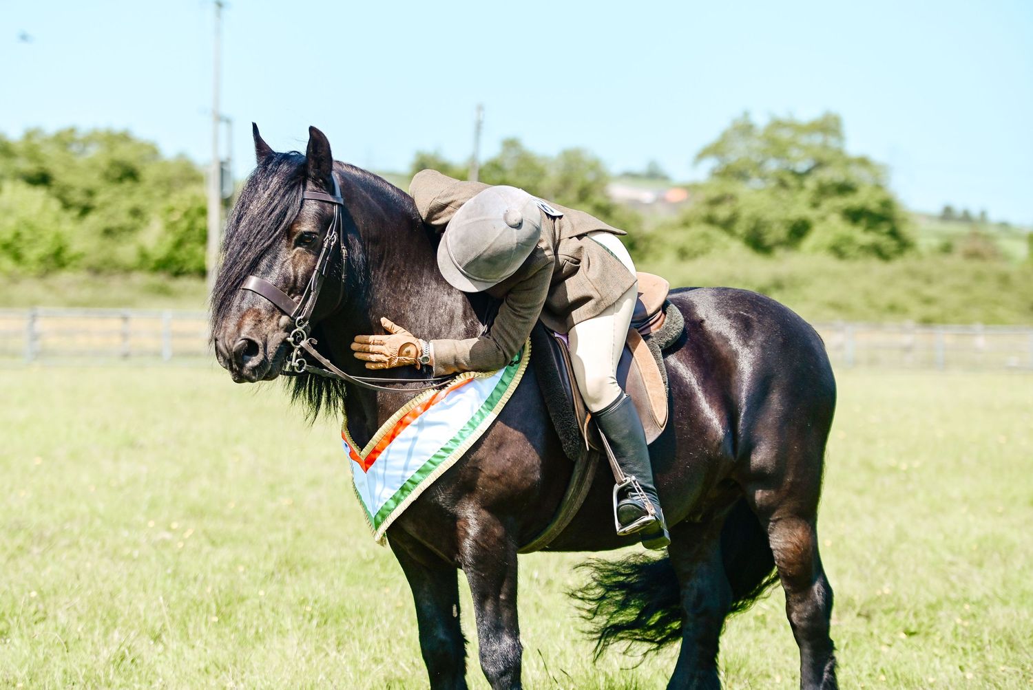 A rider in a hat leans forward on a dark horse wearing a colorful sash in a green field.