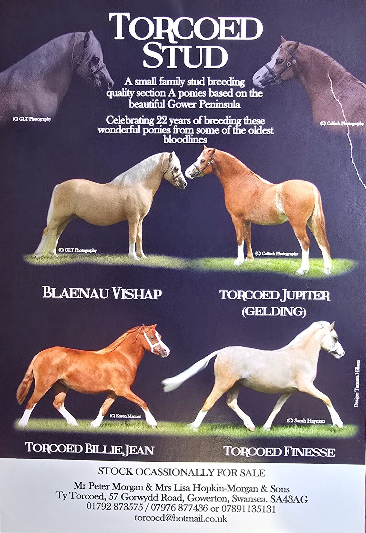 Advertisement showing four Welsh pony stallions in different poses and colors at Topcoed Stud farm.