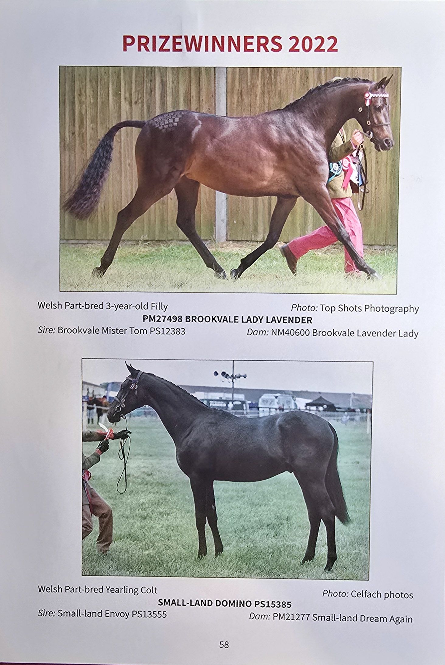 A collection of horse show photographs displaying various equine winners and competitors in different poses and stances.