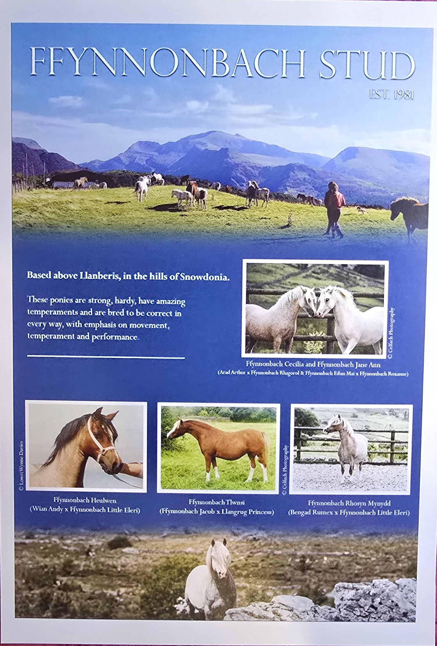 Horse stud farm promotional poster showing mountain landscape and various breeds of horses.