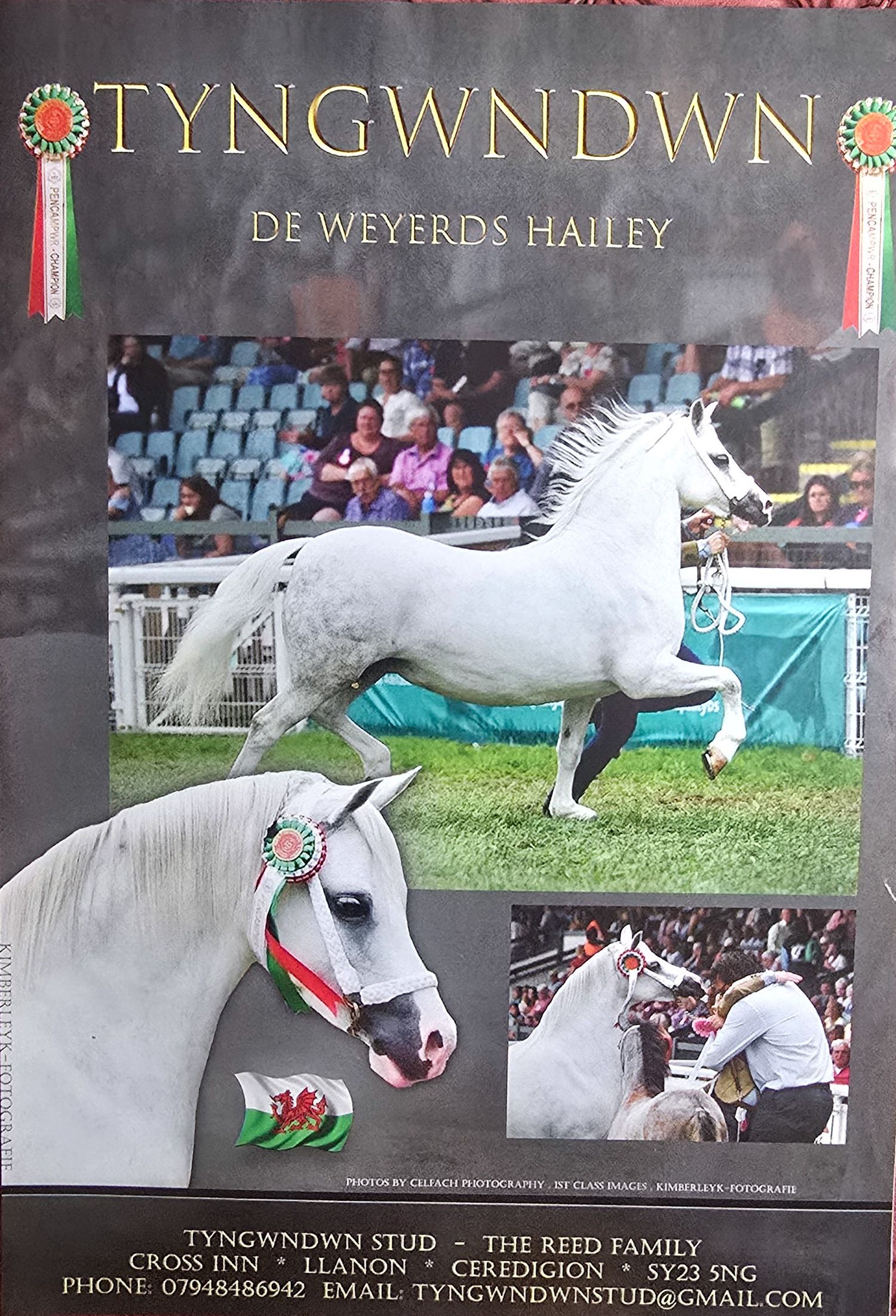 A series of photos showing a white horse performing at what appears to be a Welsh equestrian event called Tyngwndwn.