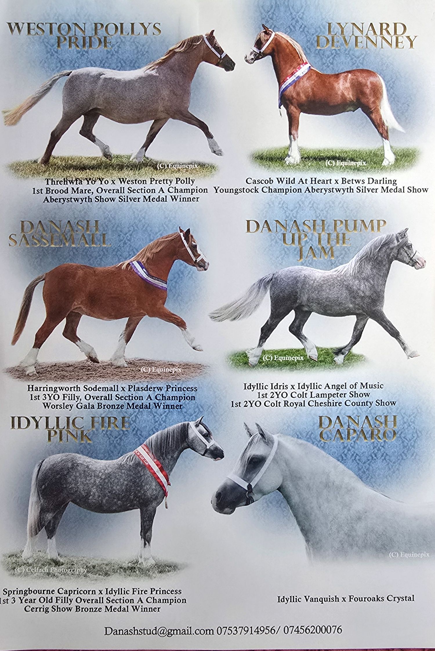 A collage of horse show jumping photographs showing various equine athletes in motion against a blue background.