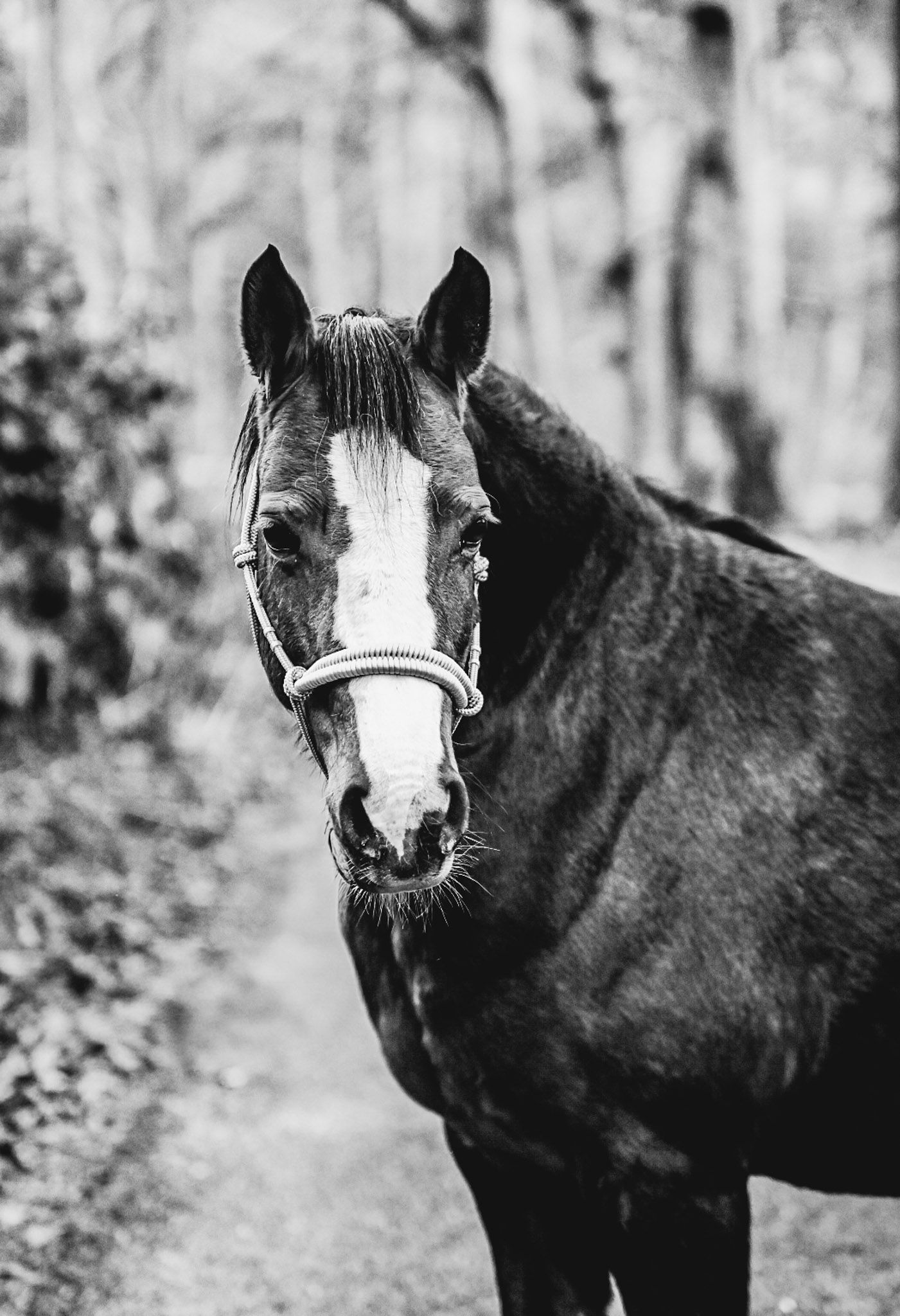Close-up black and white portrait of a horse with a white blaze marking on its face.