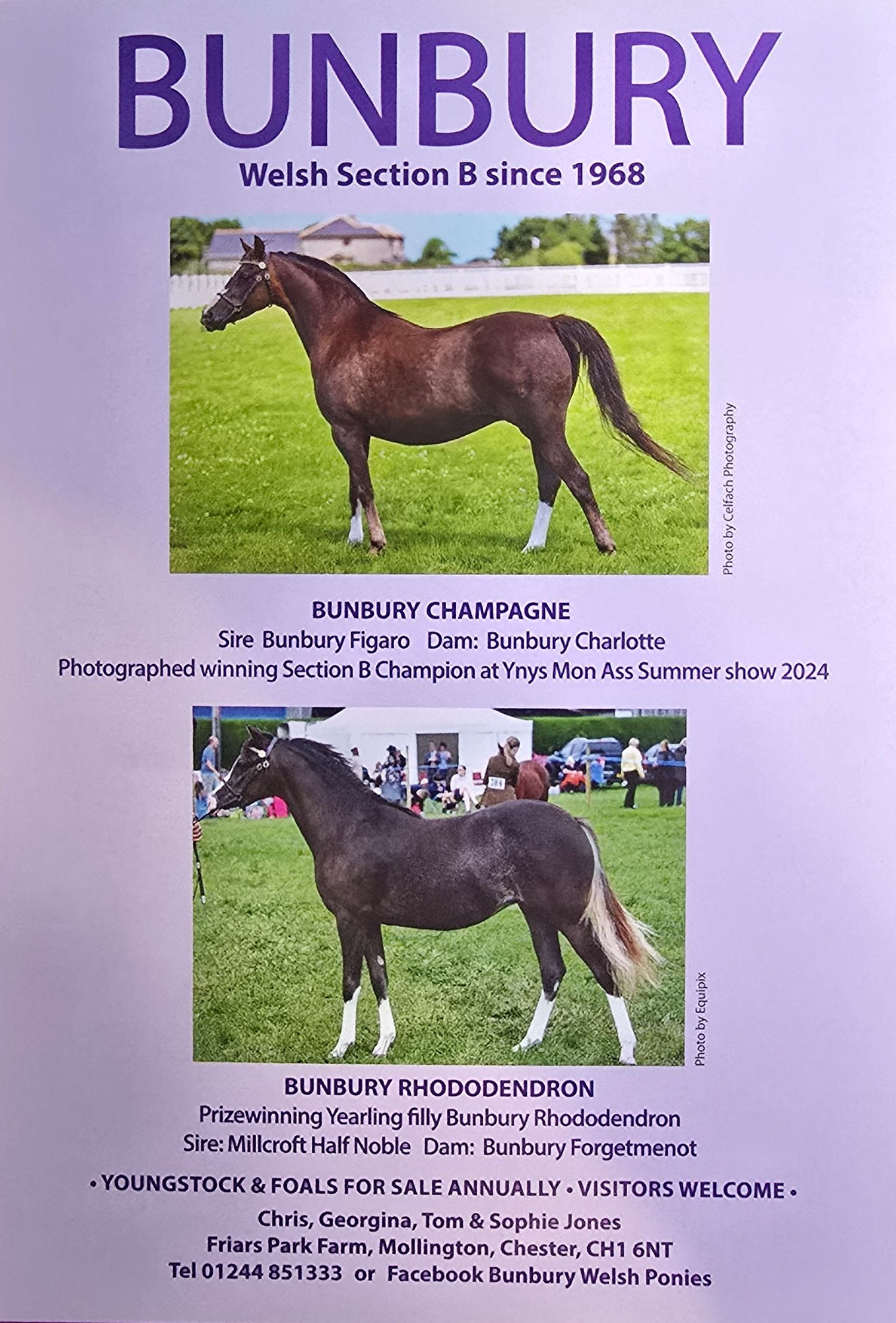 Advertisement for Bunbury Welsh Ponies featuring multiple professional photographs of brown ponies in show positions.