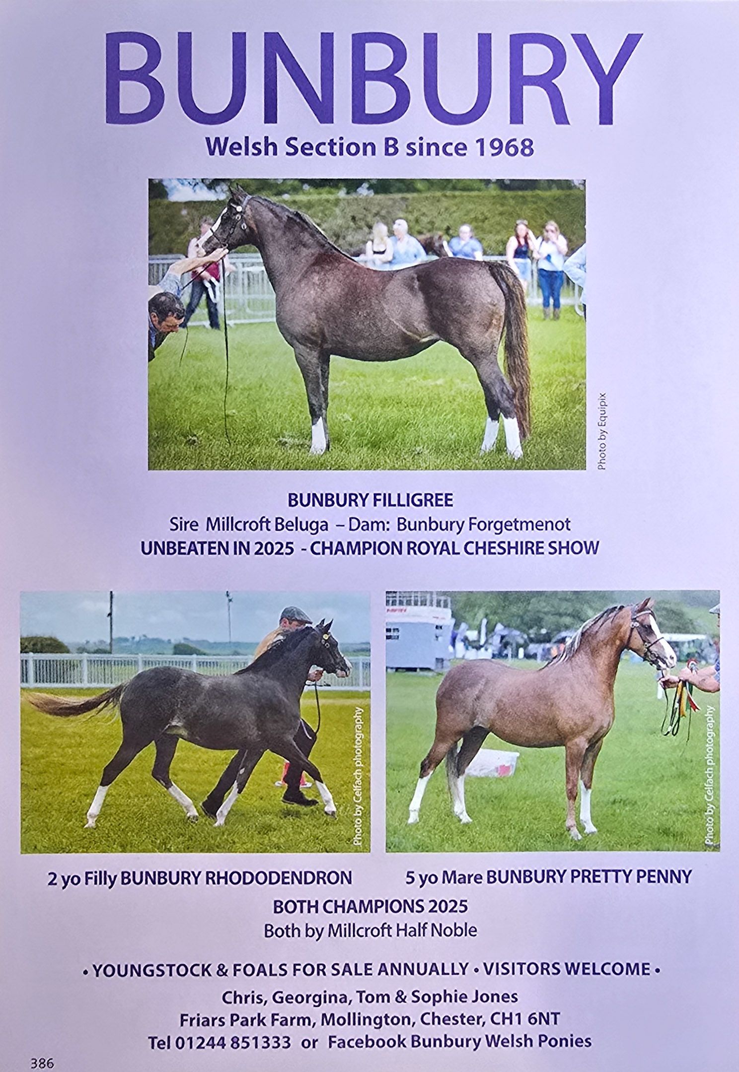 A collection of Welsh pony show horses and competition winners displayed in an advertisement banner layout.
