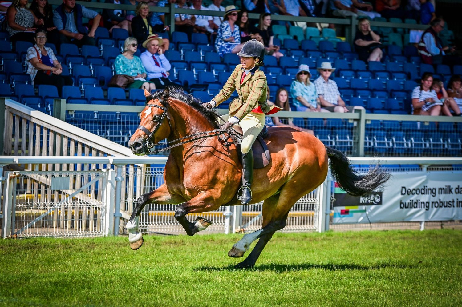 Equestrian rider on a chestnut horse galloping at a show jumping competition with spectators in the stands.
