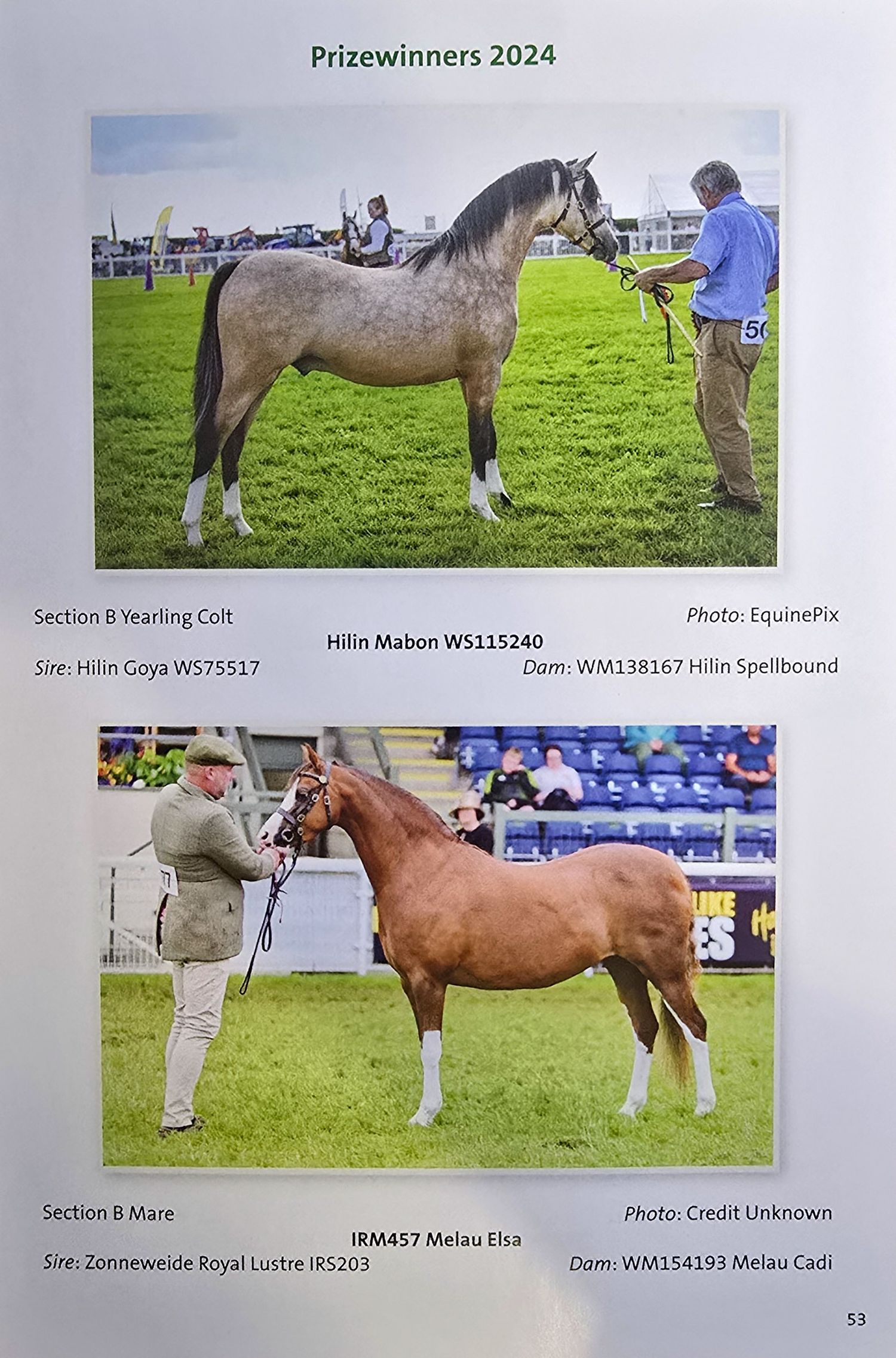 Collection of horse show photographs displaying various breeds and winners in an outdoor arena setting.