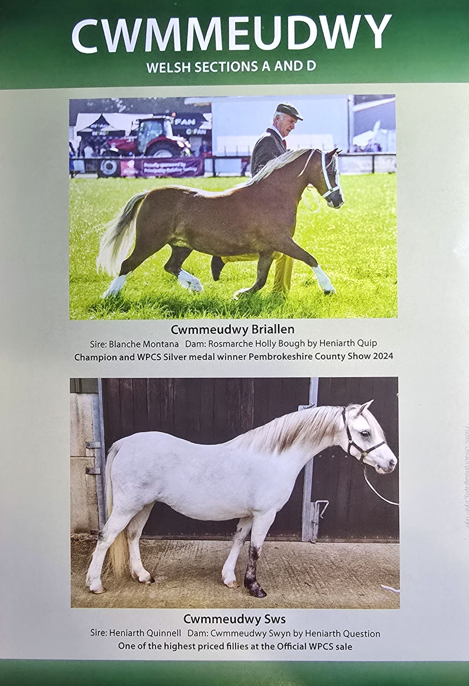 A collage of Welsh pony show horses displayed in various poses and settings at a competition.