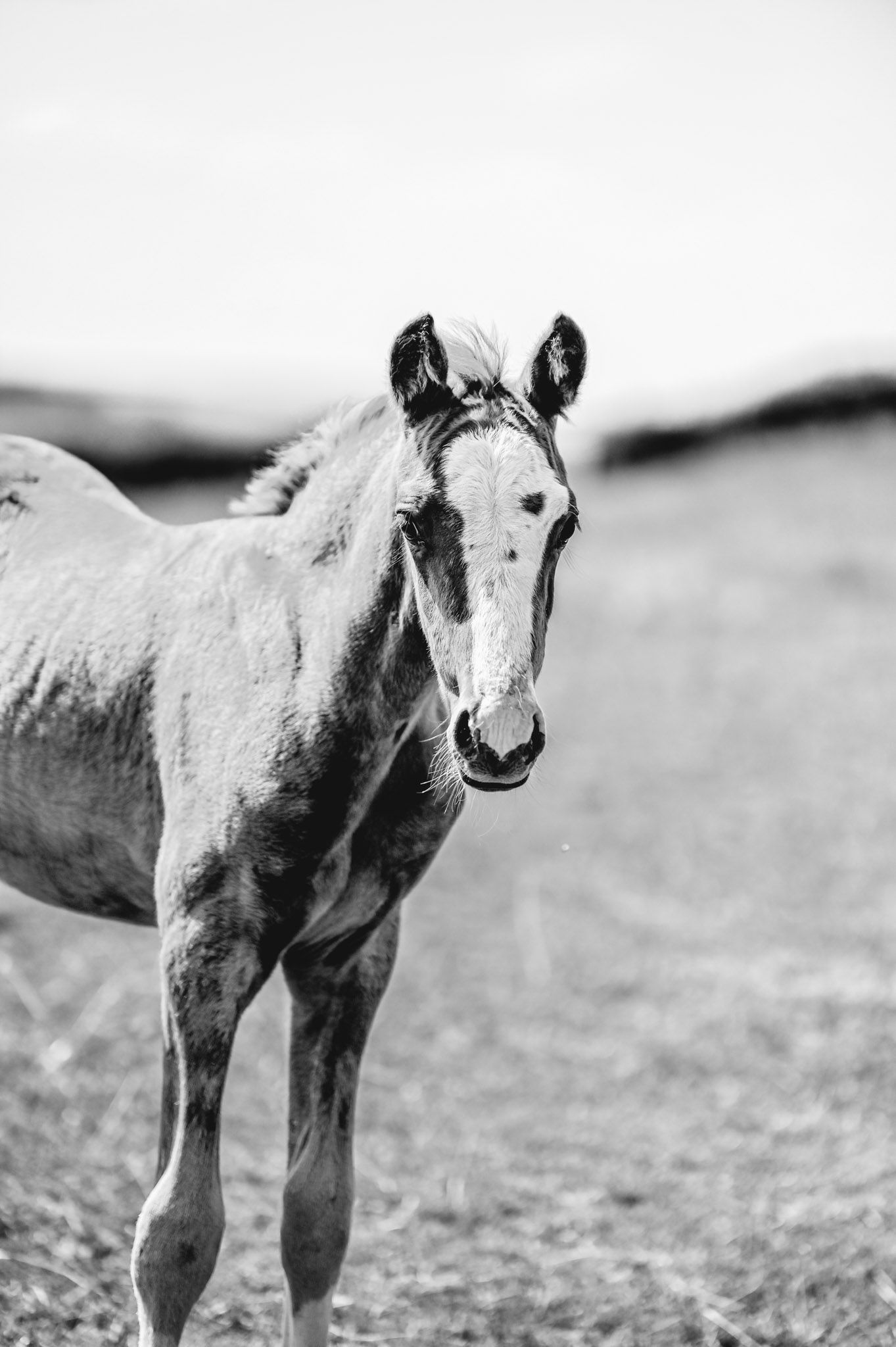 Black and white portrait of a young foal standing in a field.