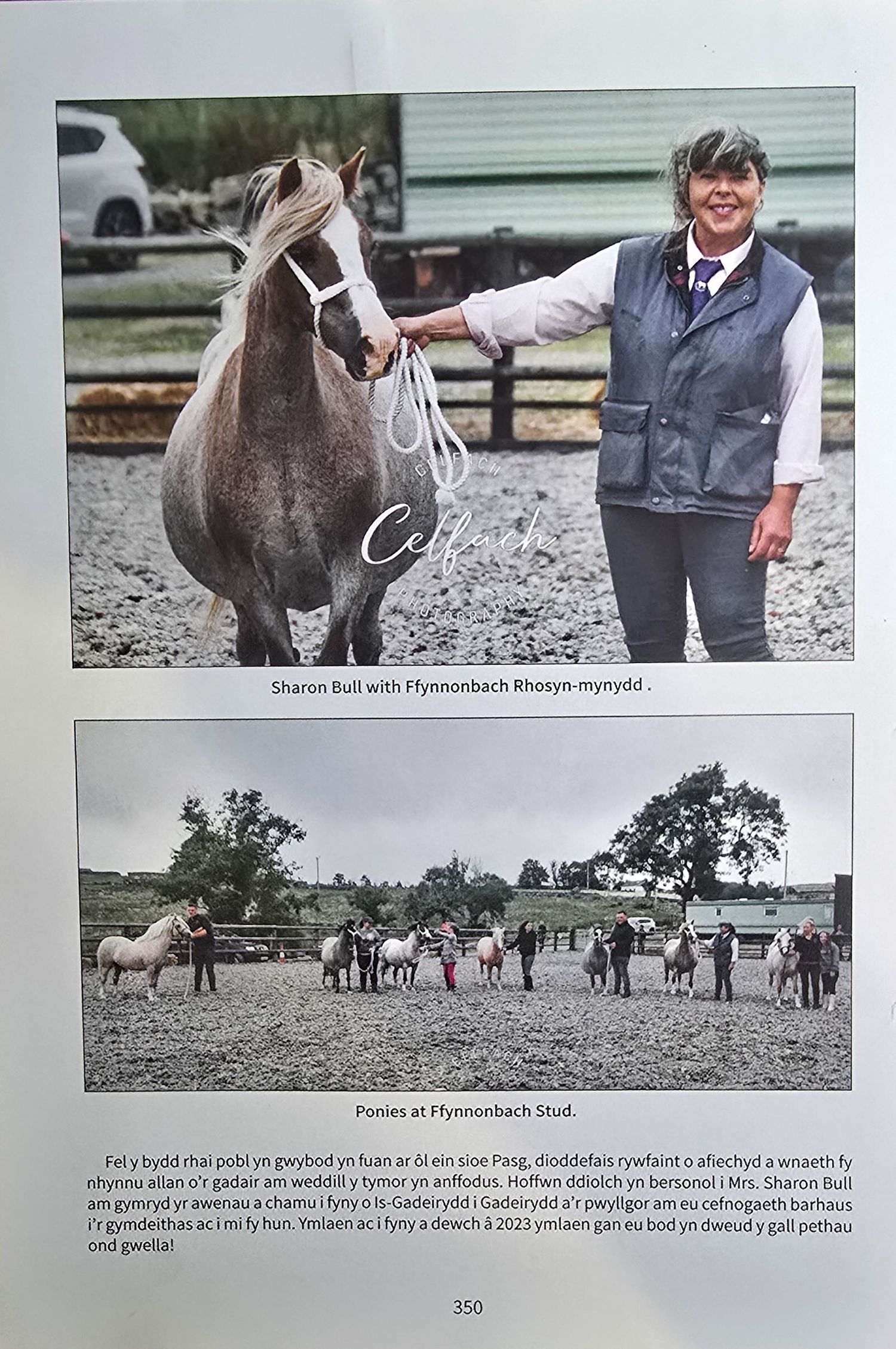 A collection of photographs showing horses and handlers at a stable yard with text overlays and book page formatting.