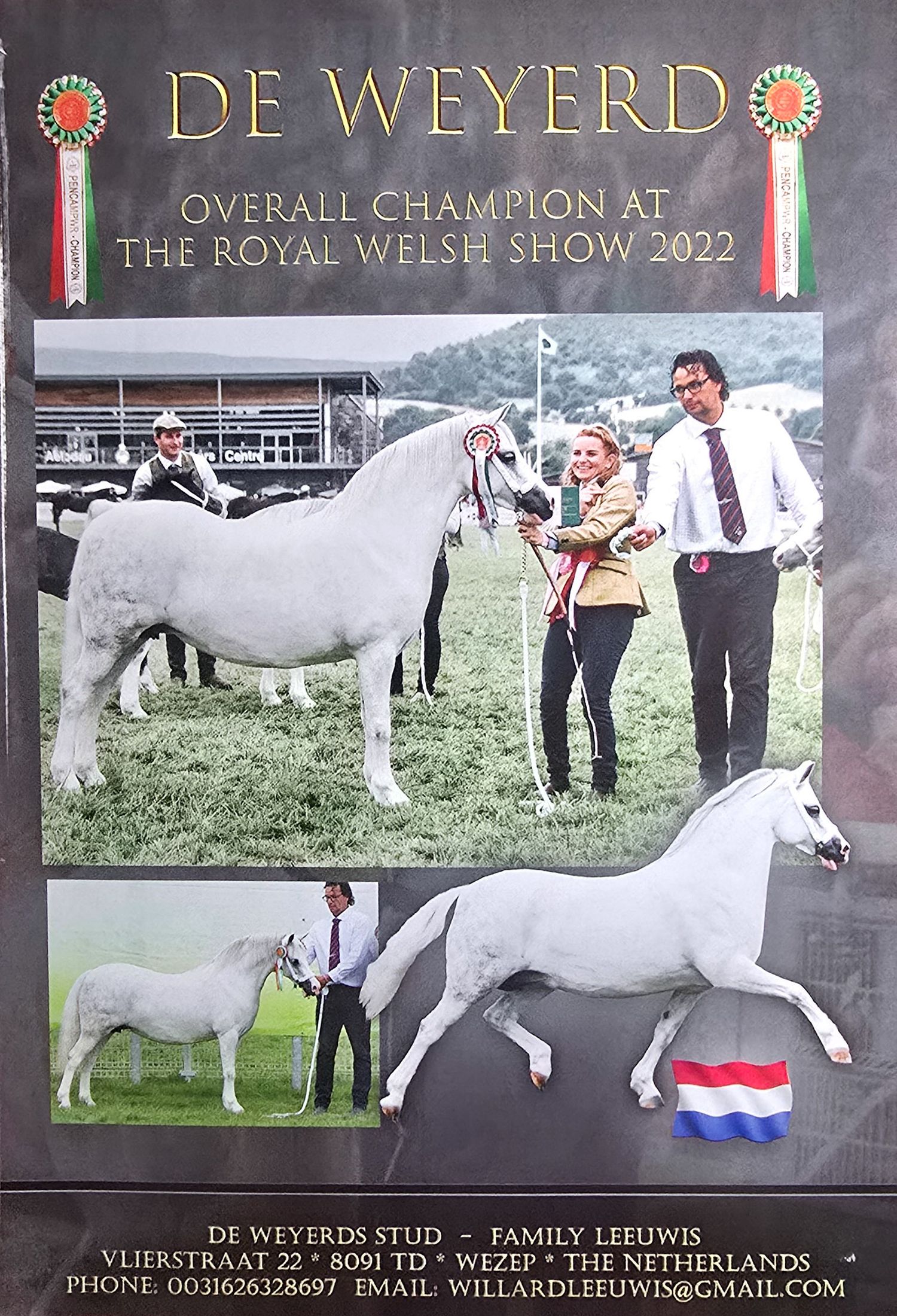 Professional equine photography showcasing white horses and handlers at a prestigious horse show competition.