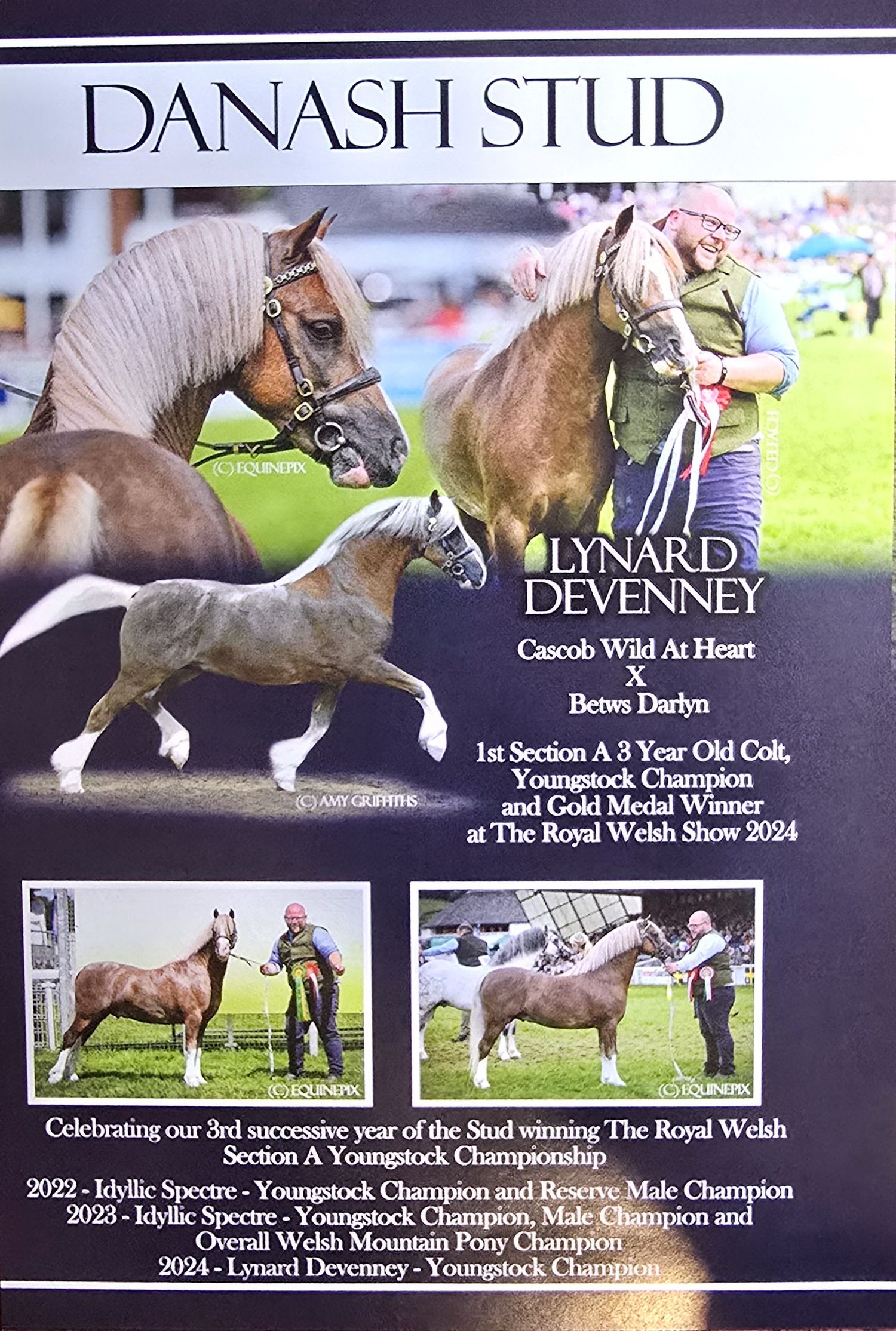 Horse breeding advertisement showing multiple show horses and competition achievements at The Royal Welsh Show.