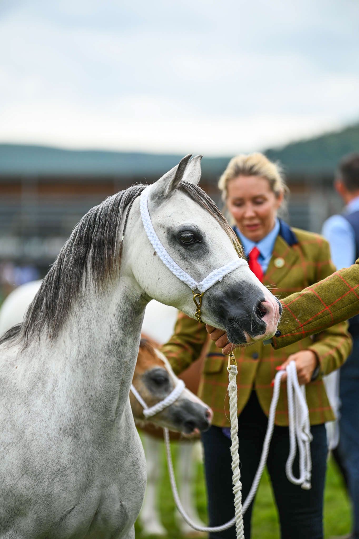 Elegant grey Arabian horse with distinctive dished face profile wearing a white show halter.