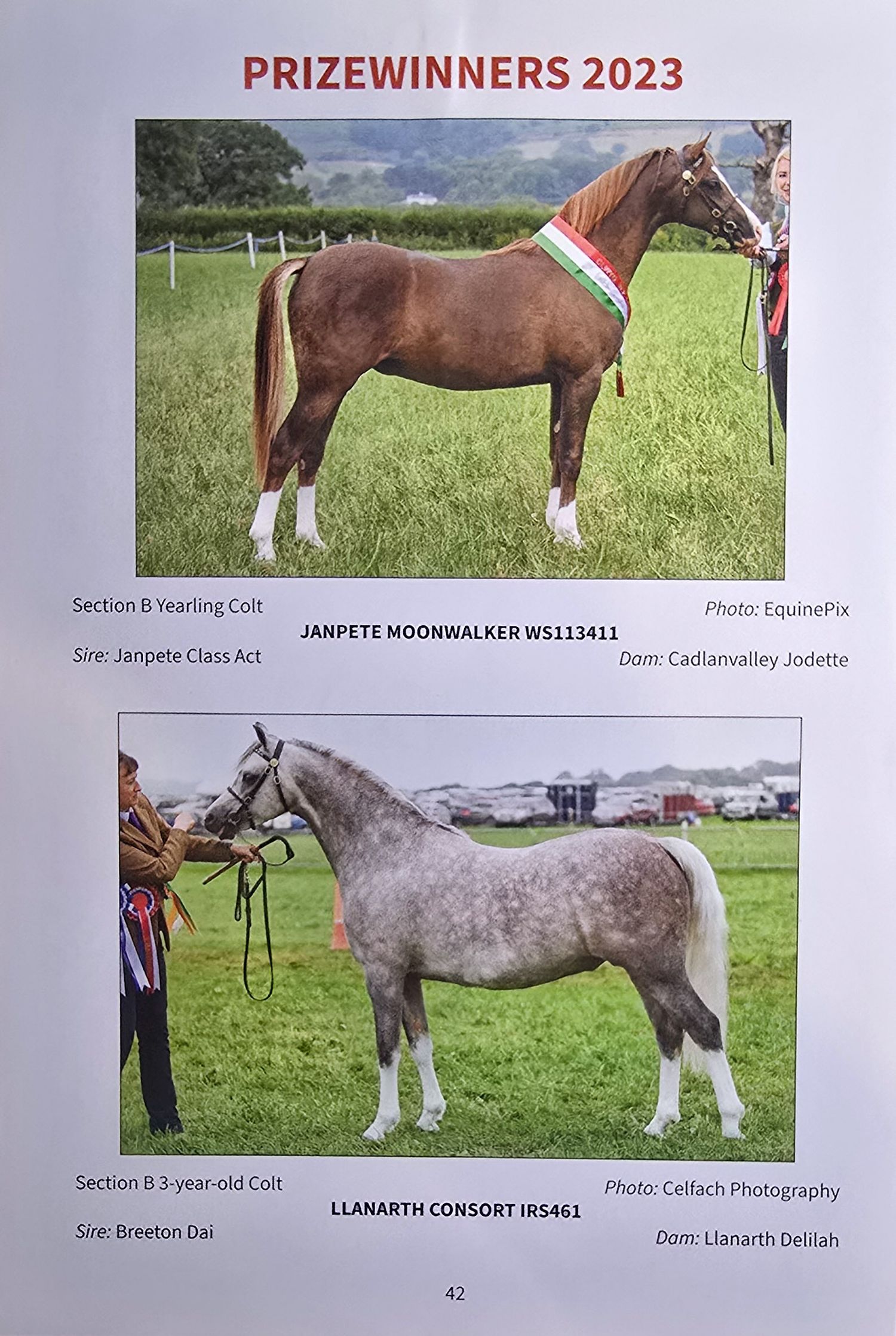 Prize-winning horses displayed in a catalog layout showing various breeds and classes from a competition.