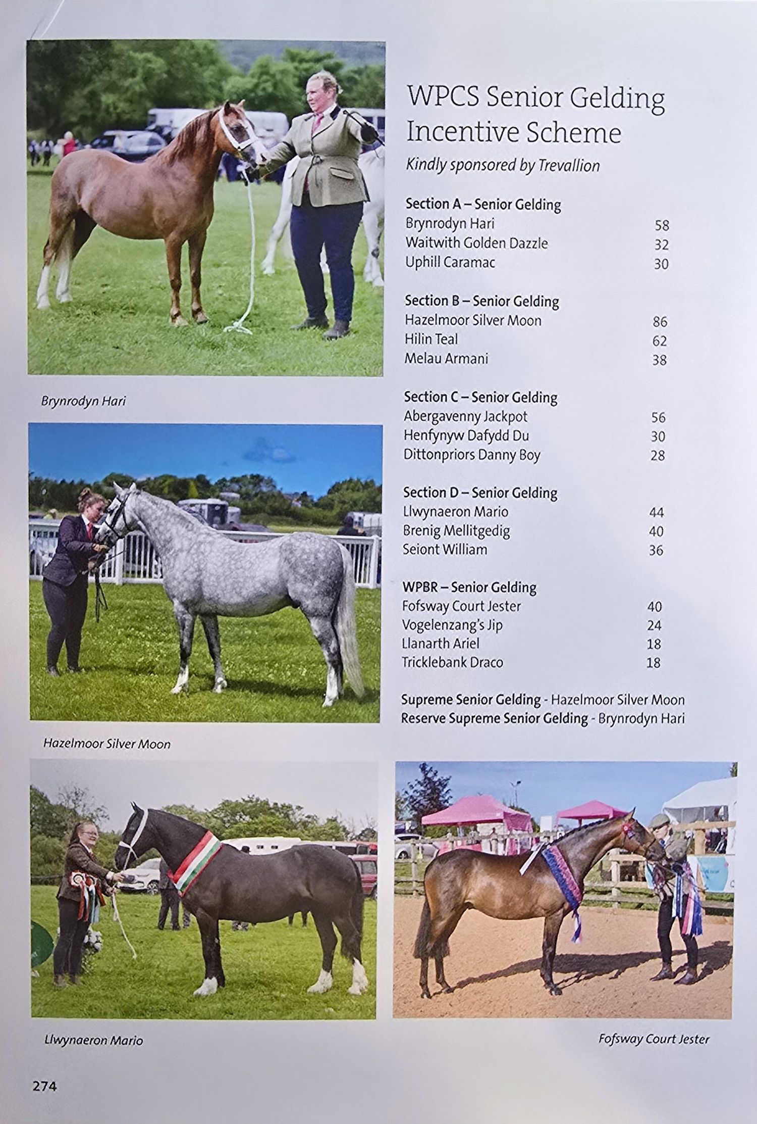 A collage of horse show photographs showing various horses and handlers in competition and training settings.