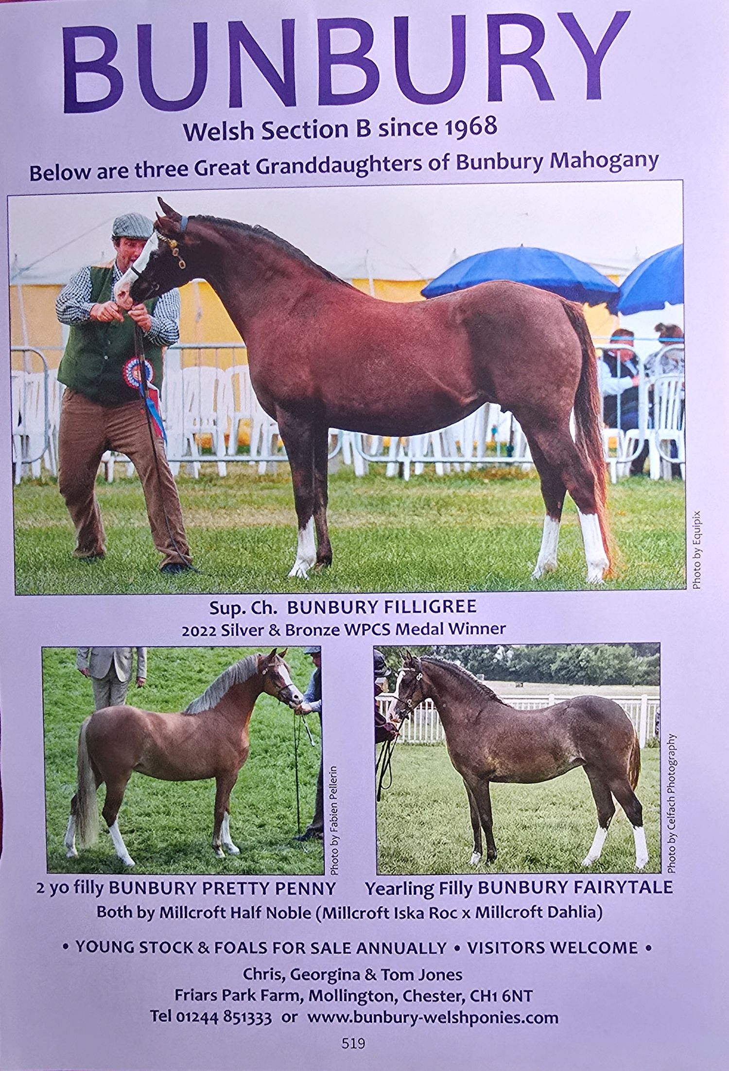 Advertisement showing multiple Welsh Section B horses from Bunbury Mahogany stud farm displaying their conformation and movement.