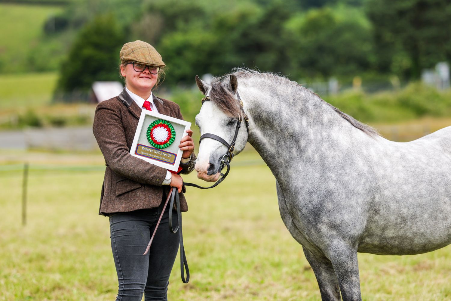 A dappled grey horse being presented at a show with handler in traditional tweed attire.