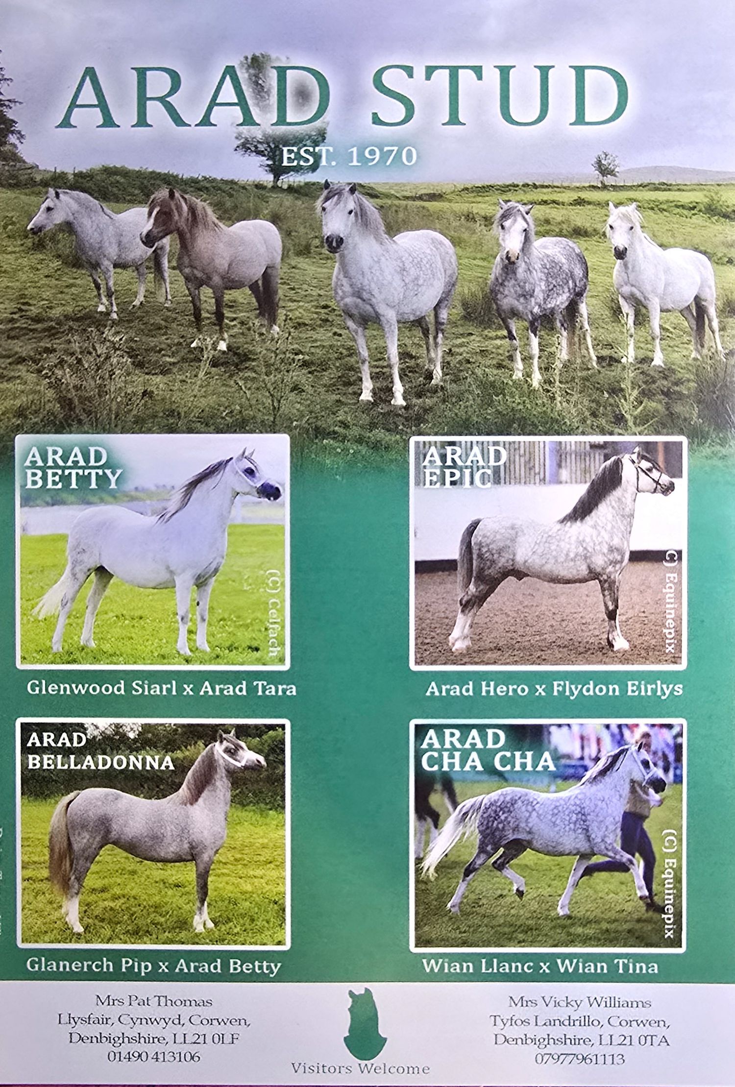 Vintage stud farm advertisement featuring five white horses in a field with individual horse portraits below.