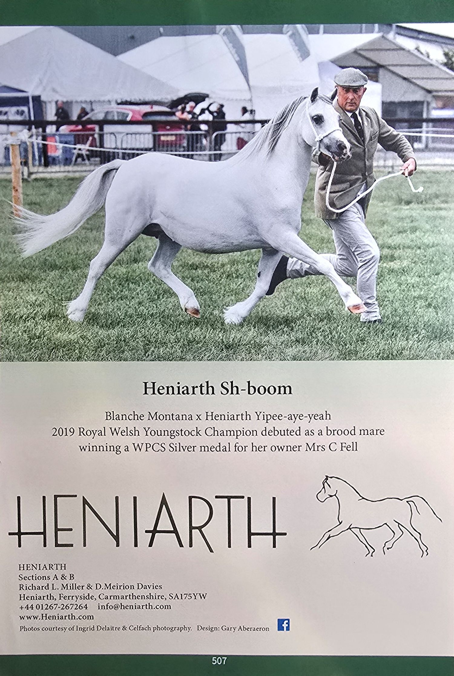 A white horse trots gracefully across a green field while being shown in a competition setting.