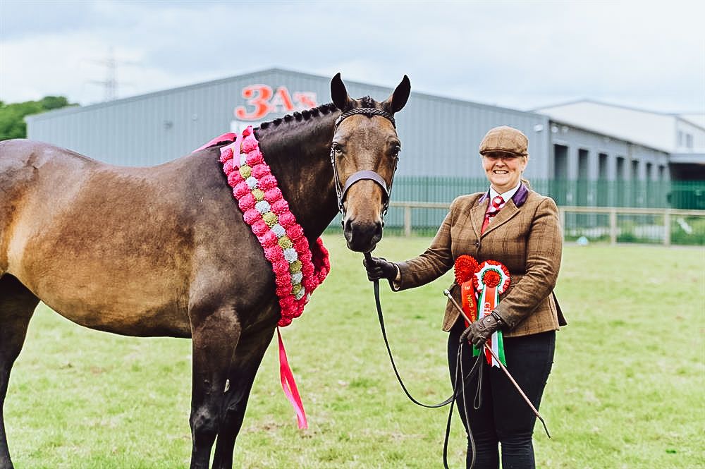 Show horses wearing red ribbons stand with handlers on grassy field during competition.