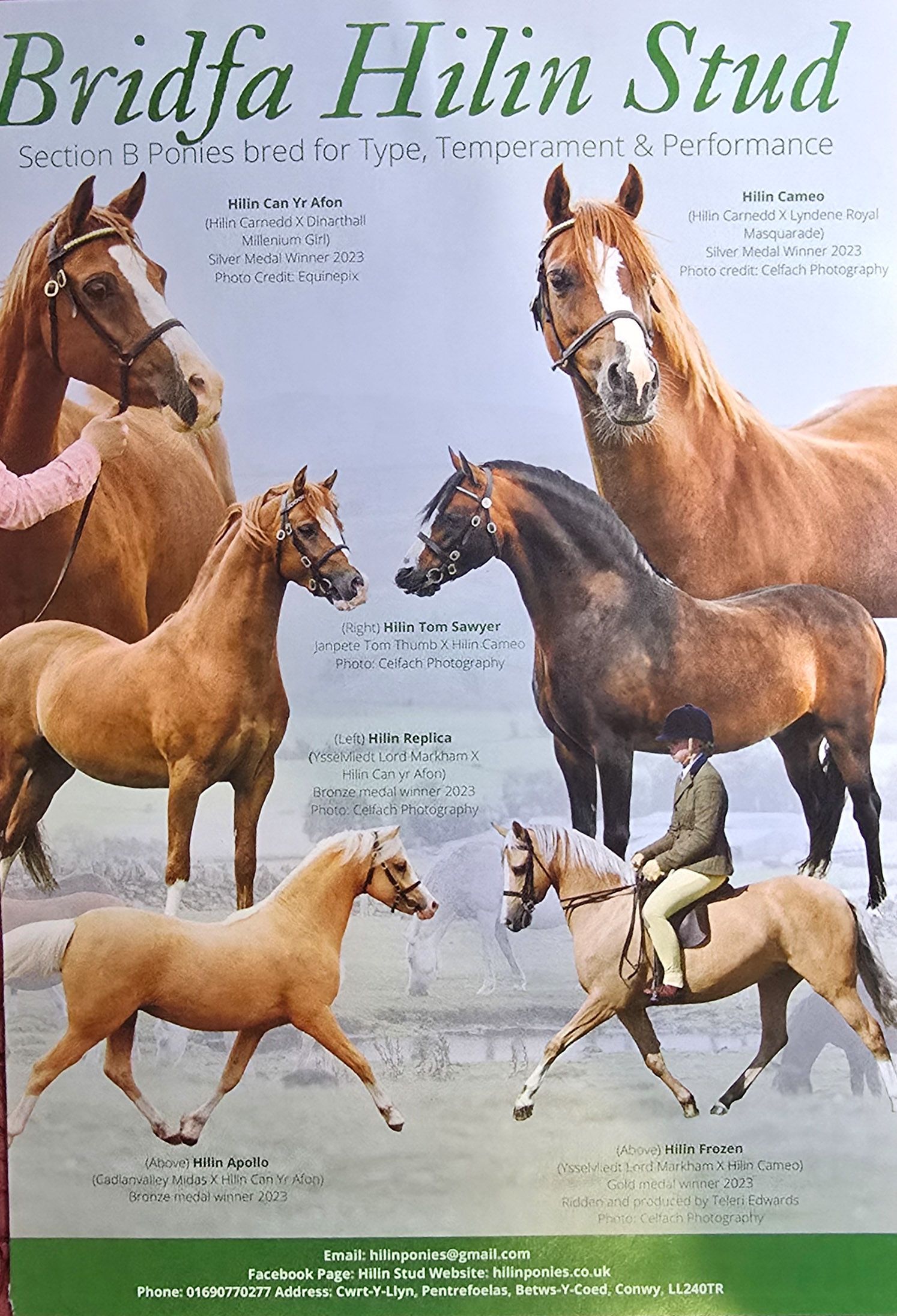 A collage of chestnut Arabian horses in various poses showcasing their movement and conformation for breeding purposes.