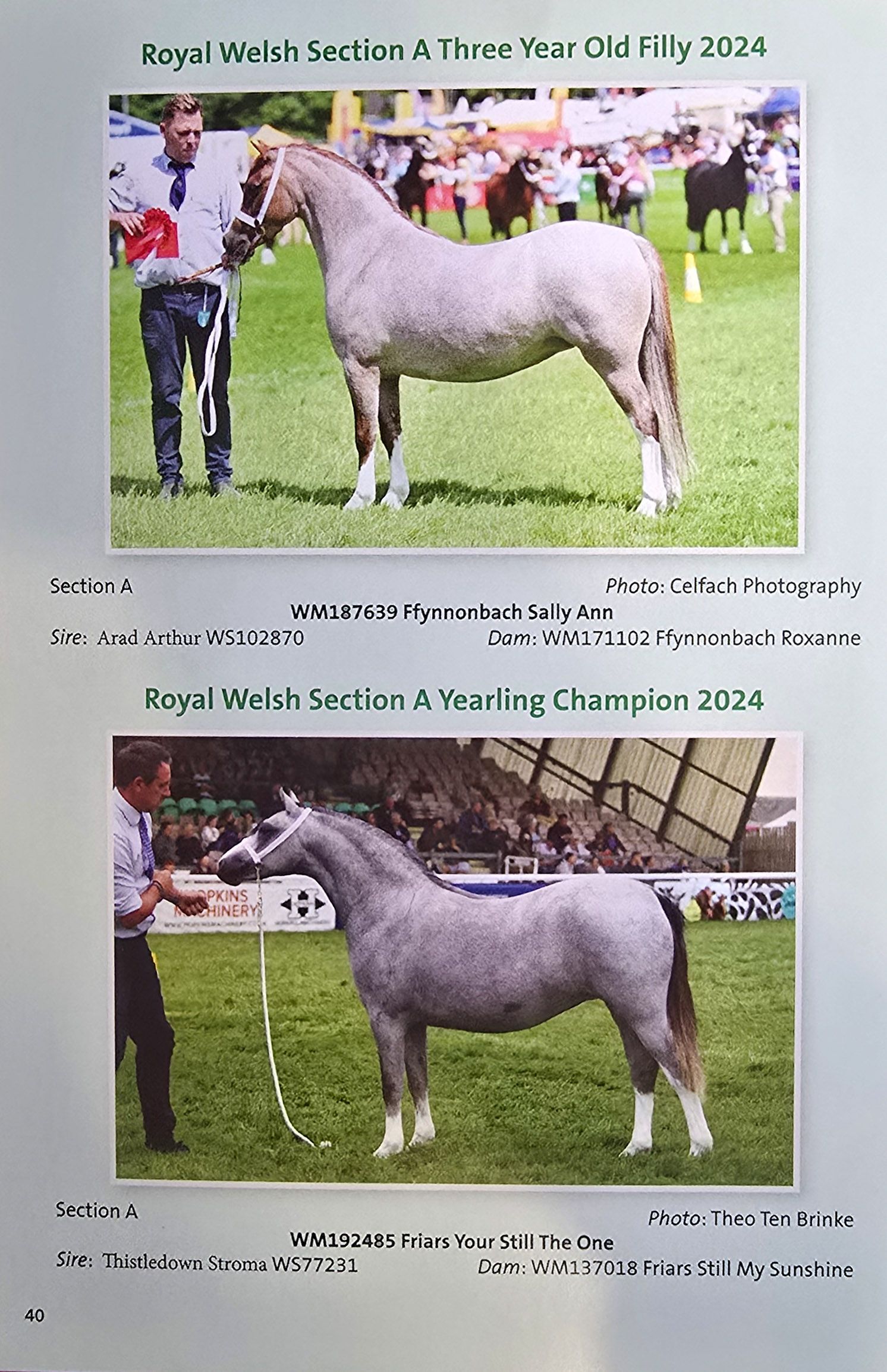 Several Welsh ponies being shown in competition rings and stables with handlers presenting them for judging.