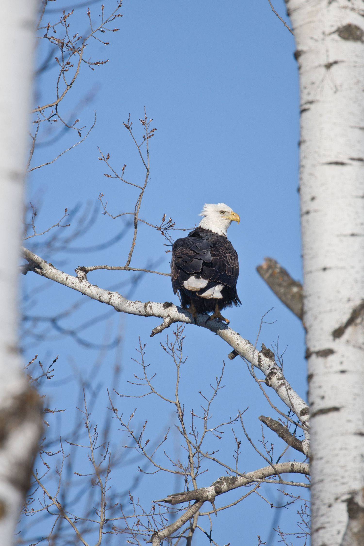 Bald eagle resting on a tree branch against bright blue sky in Northern Wisconsin, photographed as a detailed wildlife fine art print.