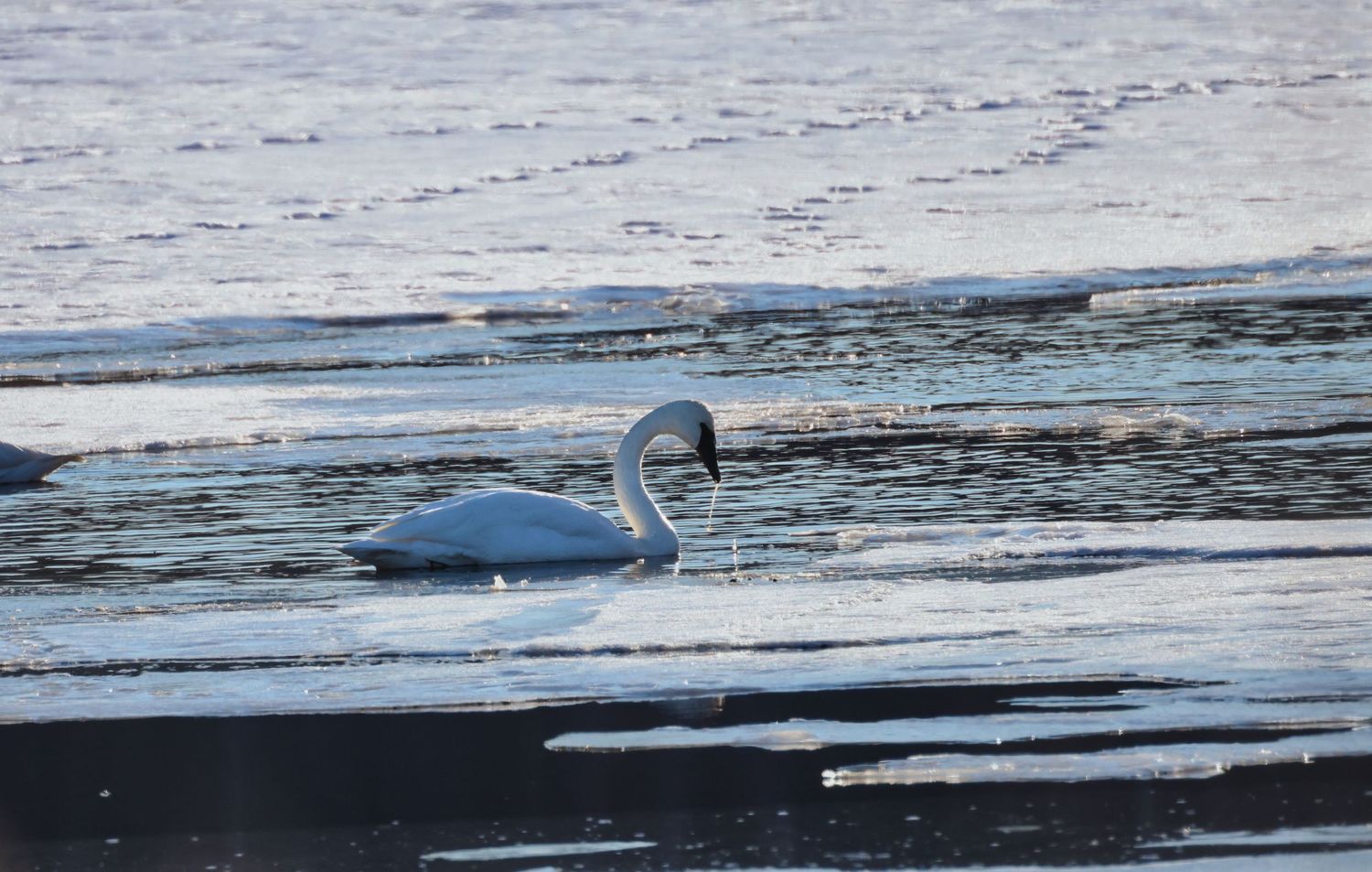 Single swan swimming across icy open water in Northern Wisconsin during winter, photographed as a peaceful fine art print.