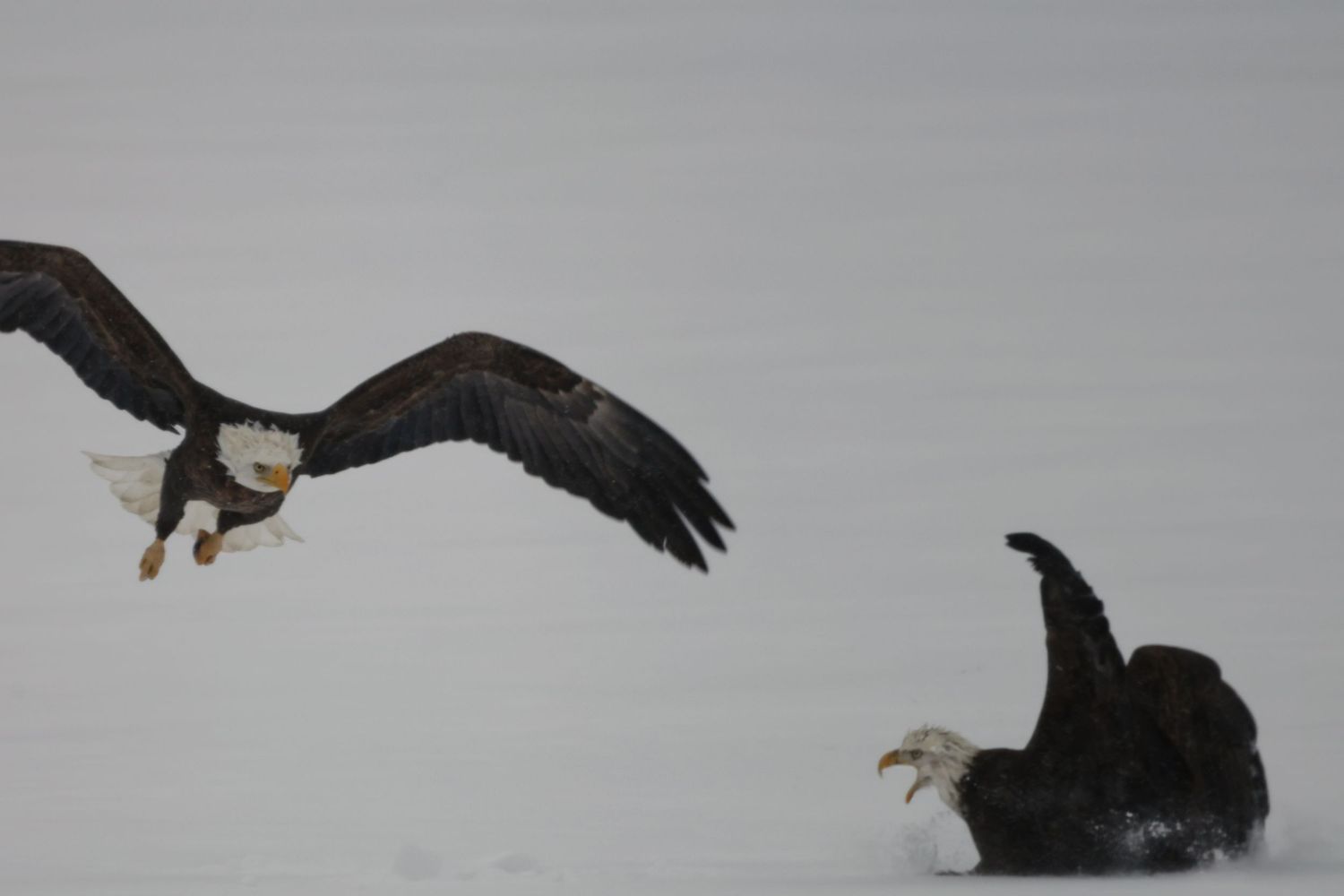 Bald eagle descending with wings spread toward another eagle on a snow-covered landscape in Northern Wisconsin.