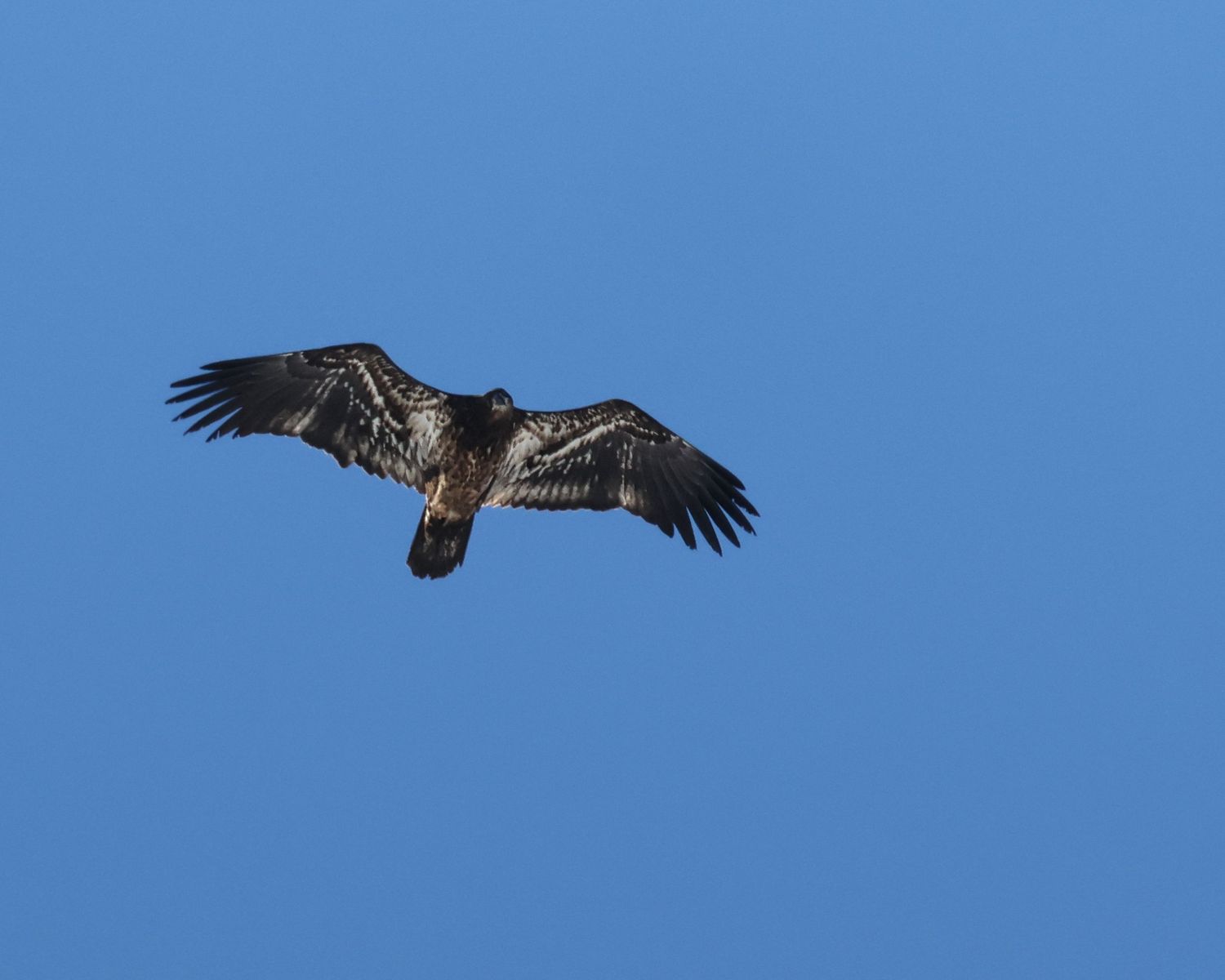 Hawk in flight with wings fully extended against a bright blue sky in Northern Wisconsin.