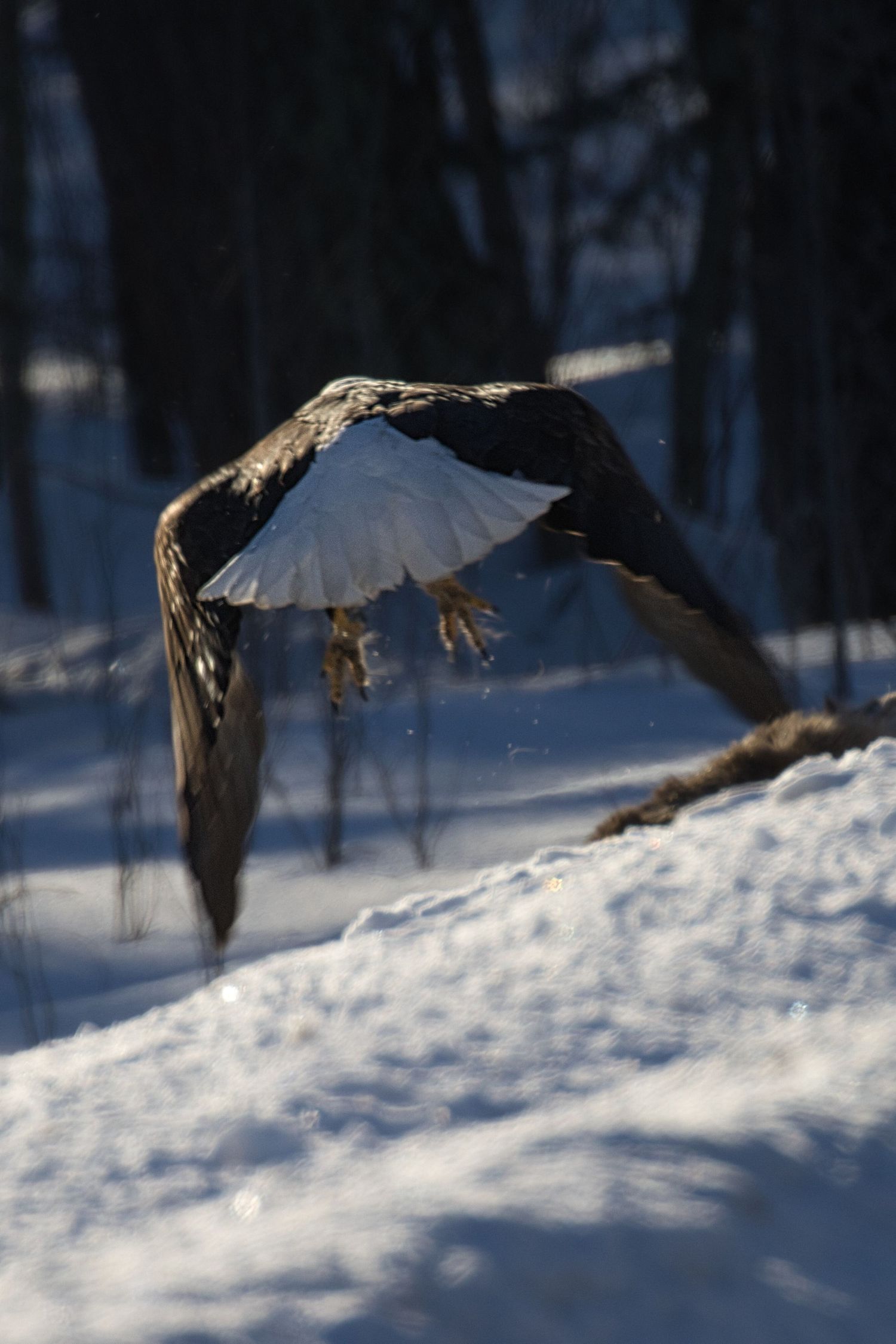 Bald eagle flying low over snow in Northern Wisconsin during winter, captured as a fine art wildlife print.
