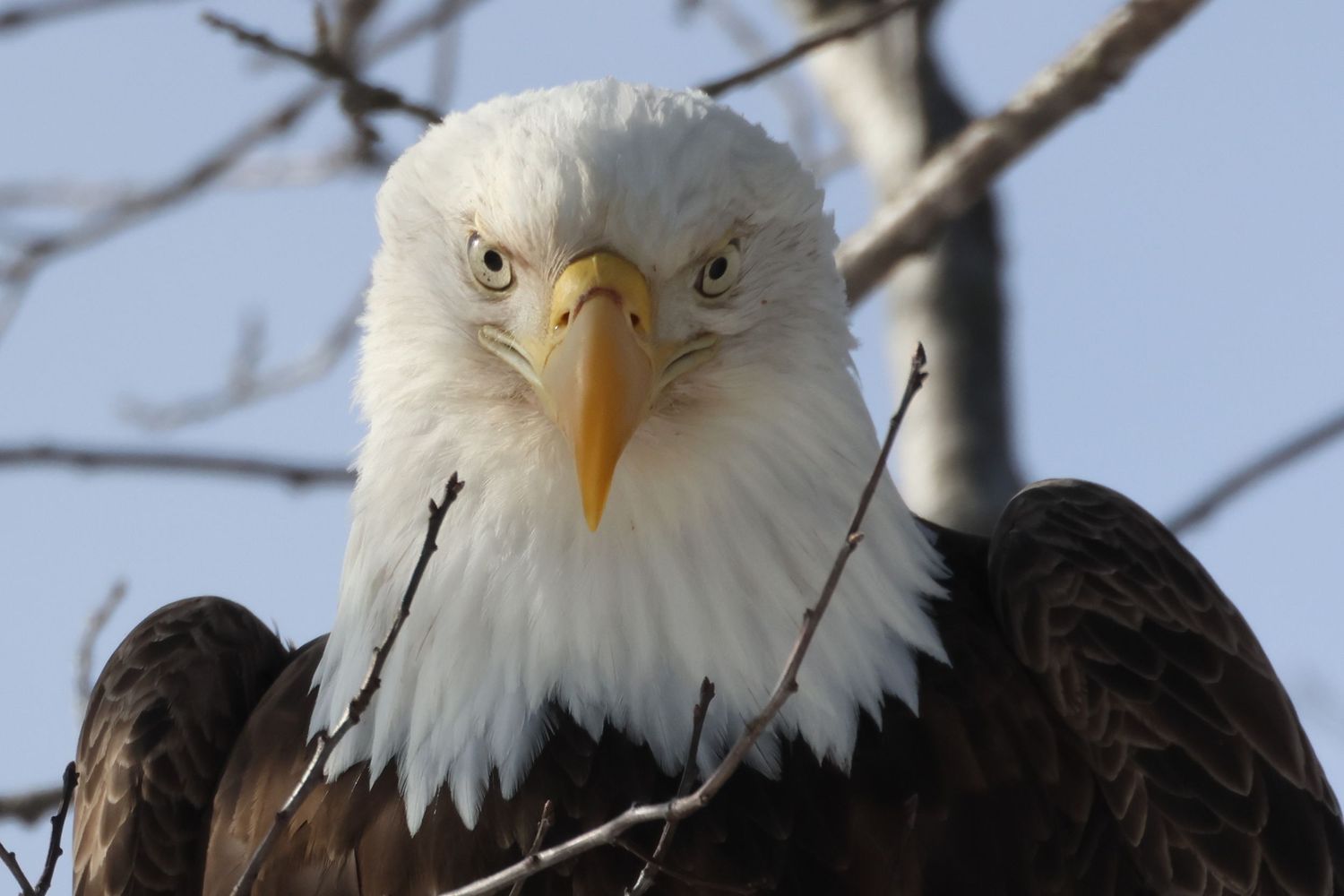 Detailed close-up of a bald eagle’s face and feathers against a winter sky in Northern Wisconsin.